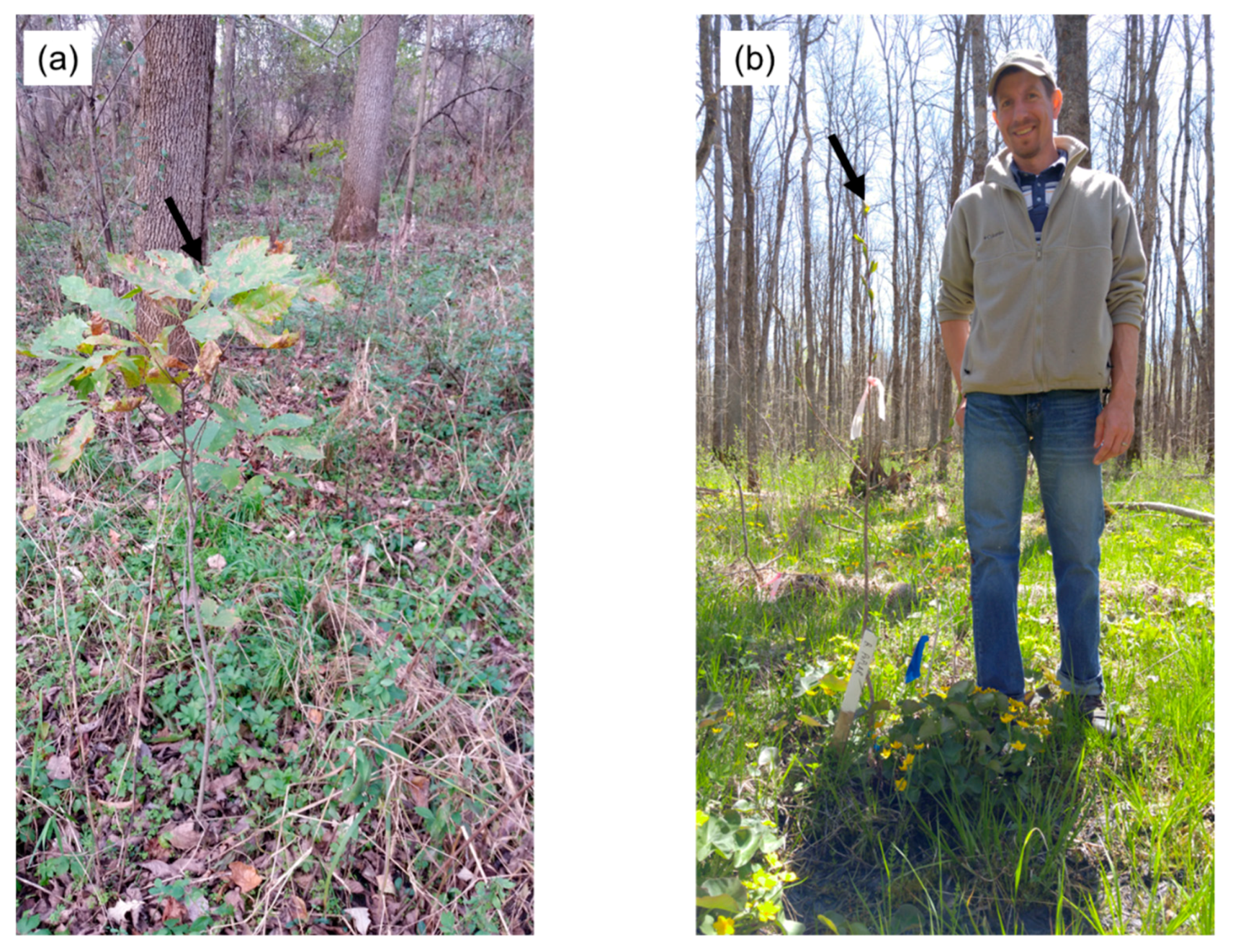 Forests 09 00348 g004