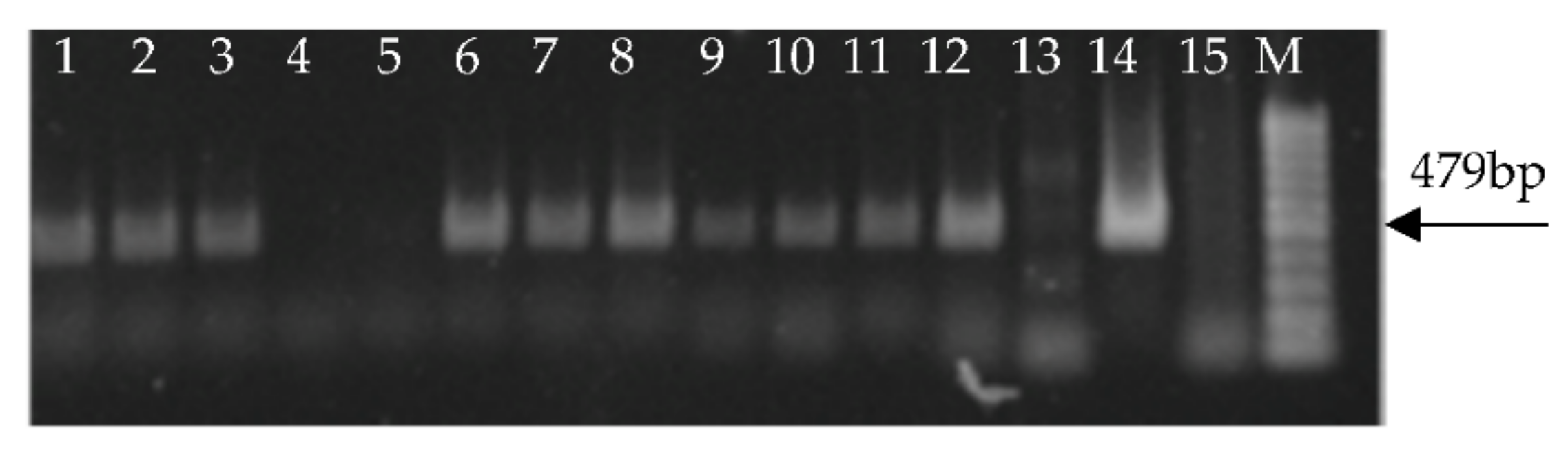Forests 09 00356 g001