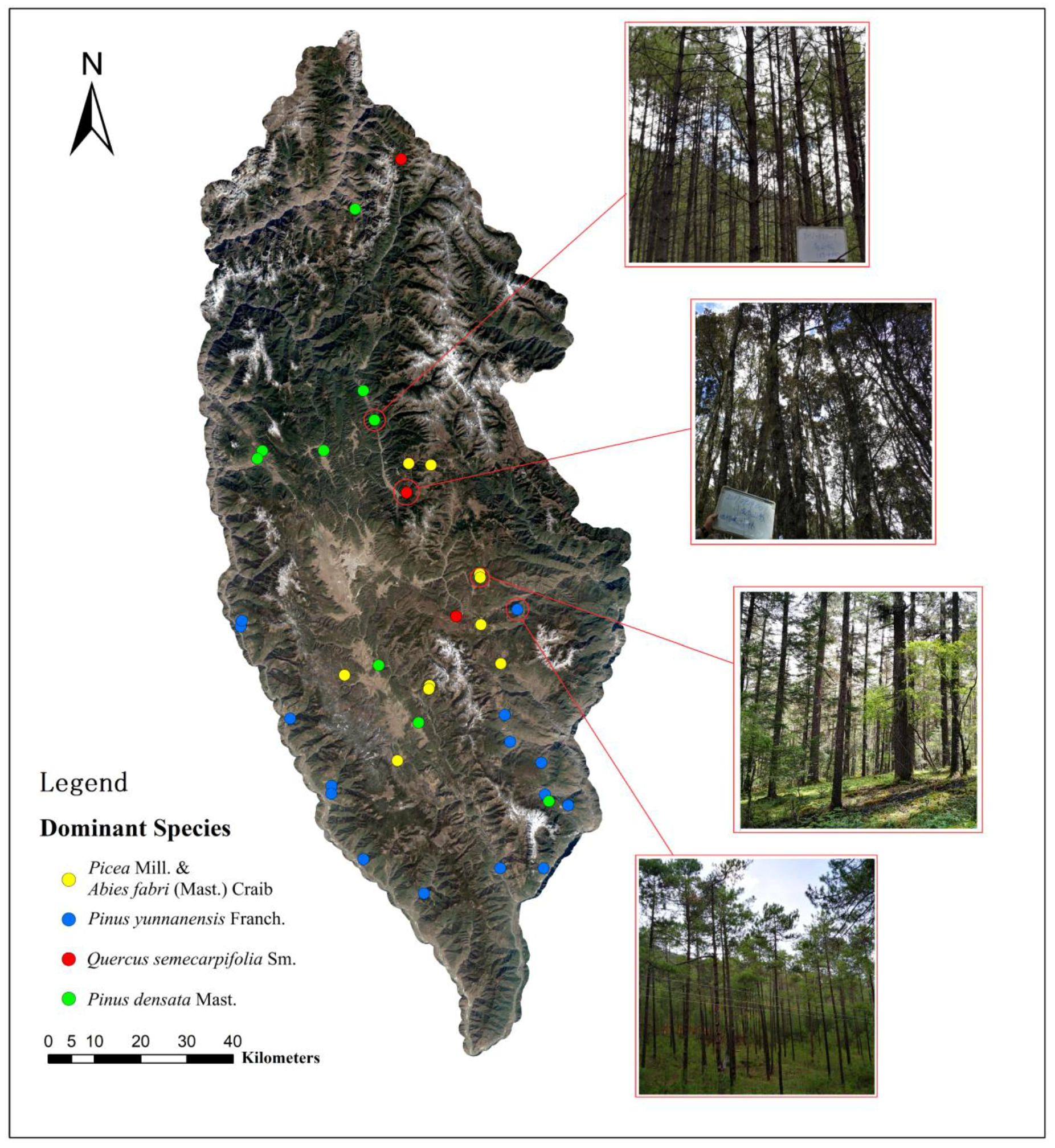 Forests 09 00398 g002