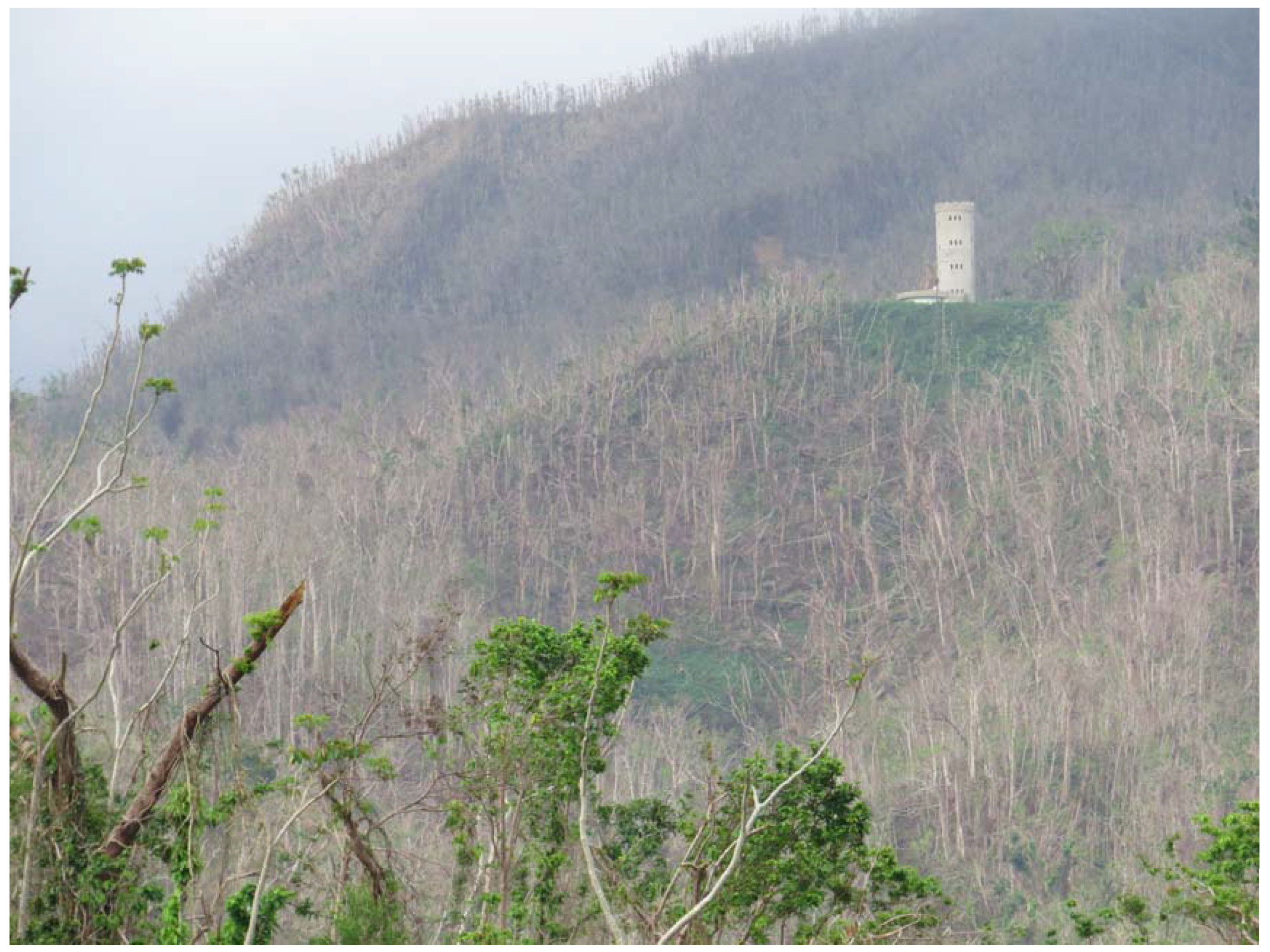 Forests 09 00404 g001