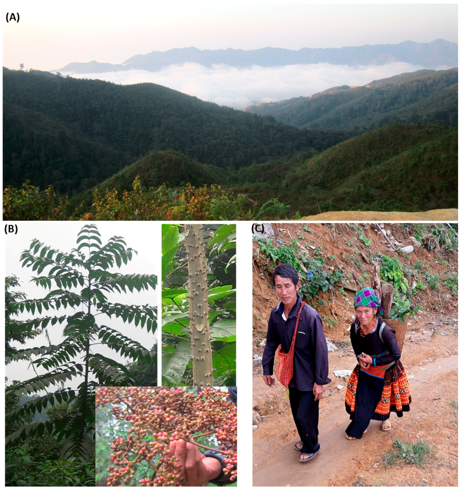 Forests 09 00431 g001