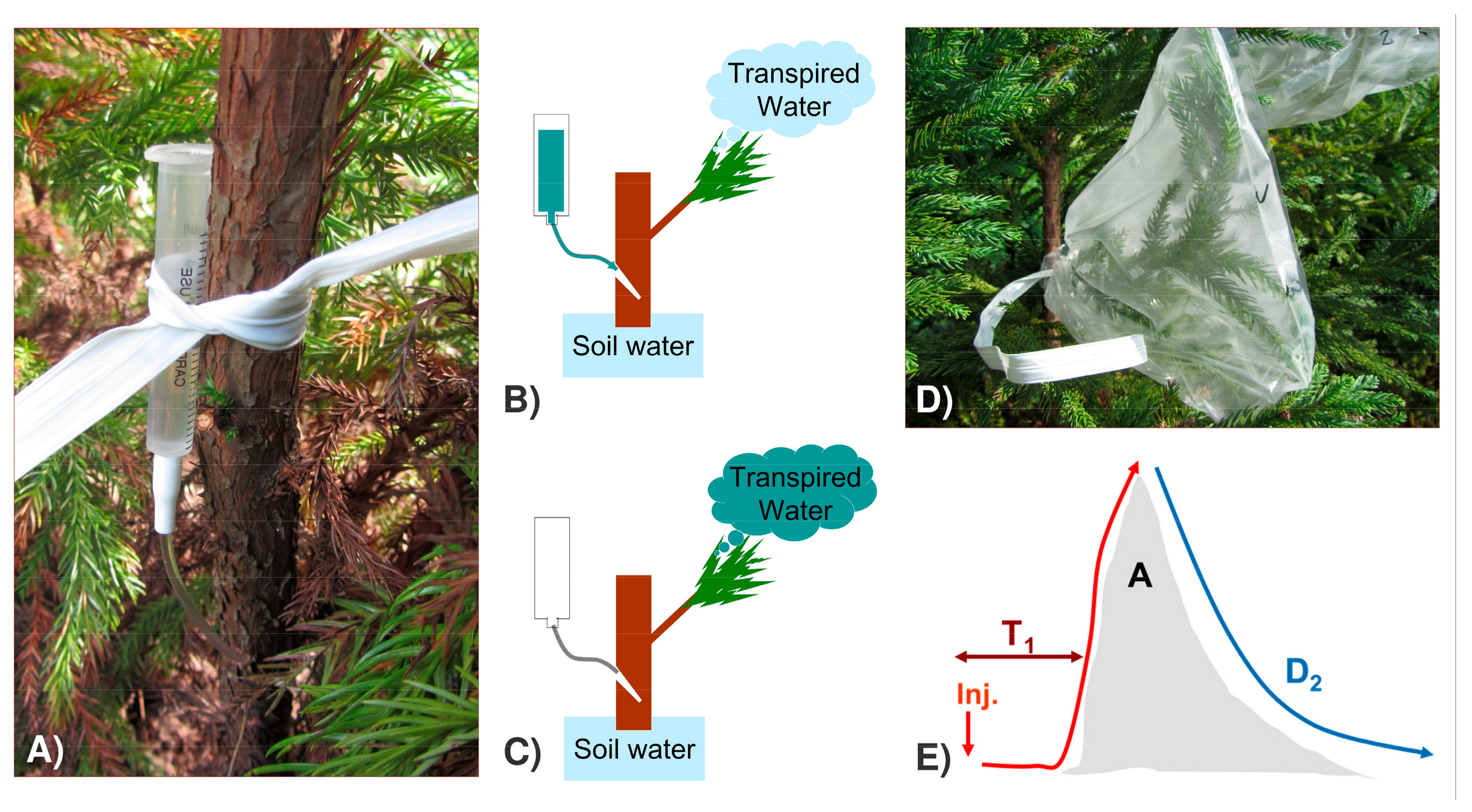 Forests 09 00449 g002
