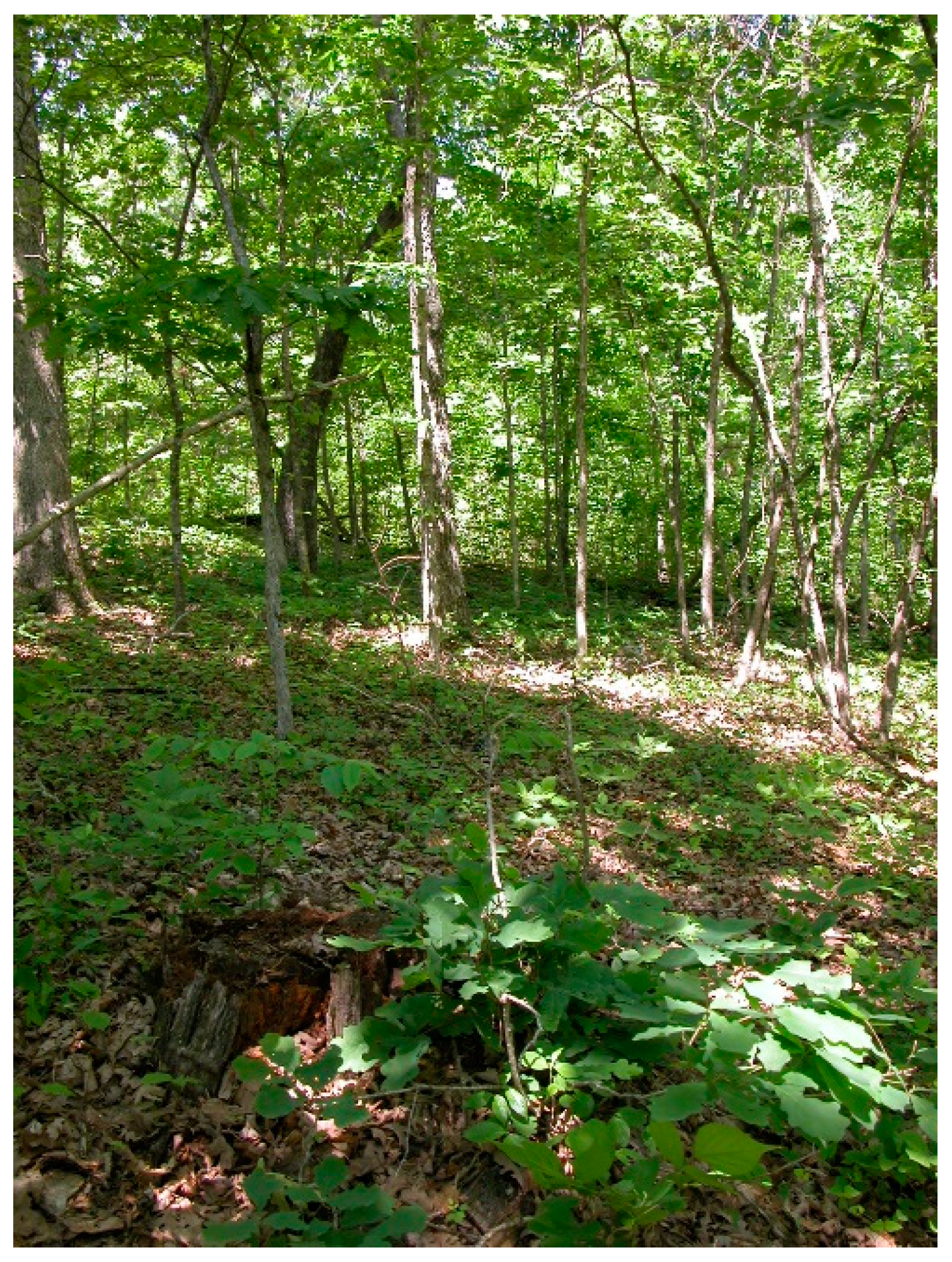 Forests 09 00461 g007