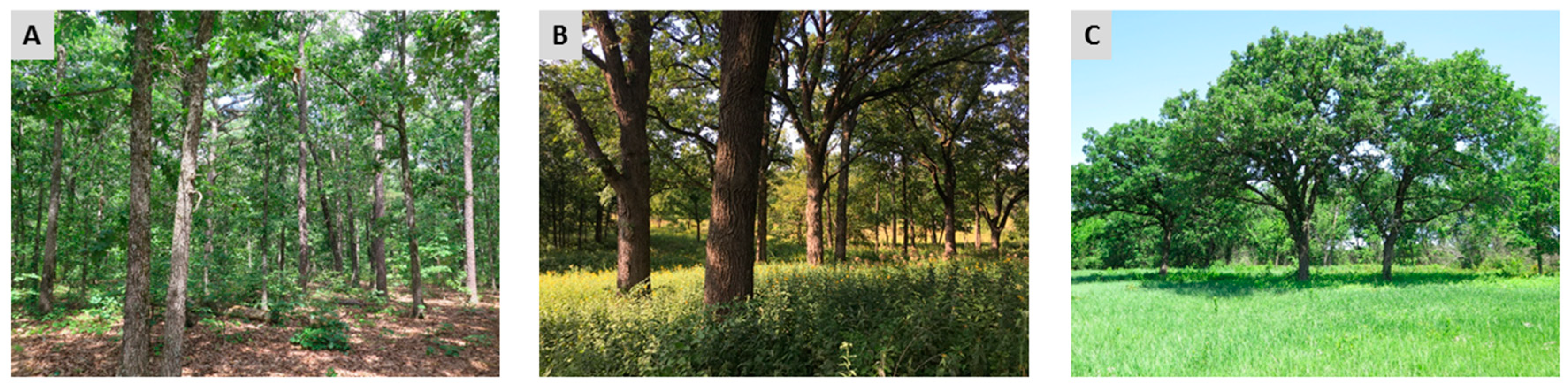 Forests 09 00461 g008