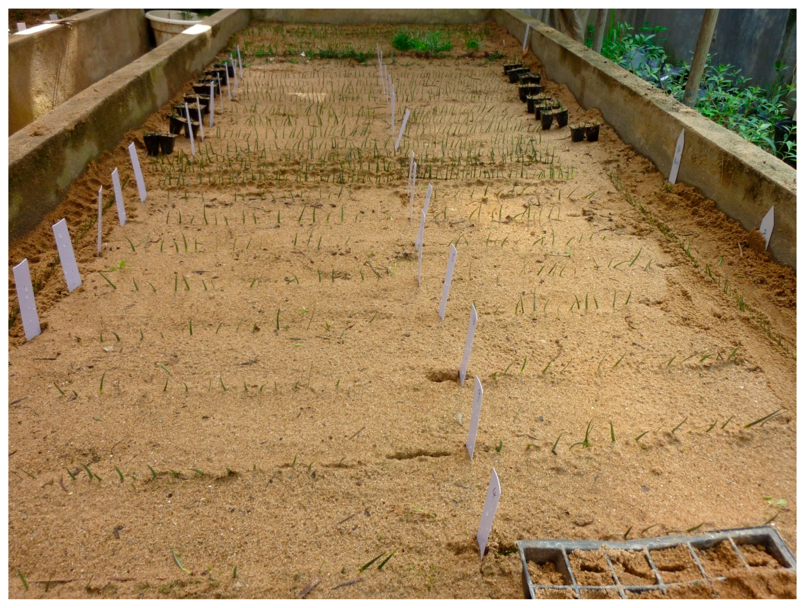 Forests 09 00478 g001