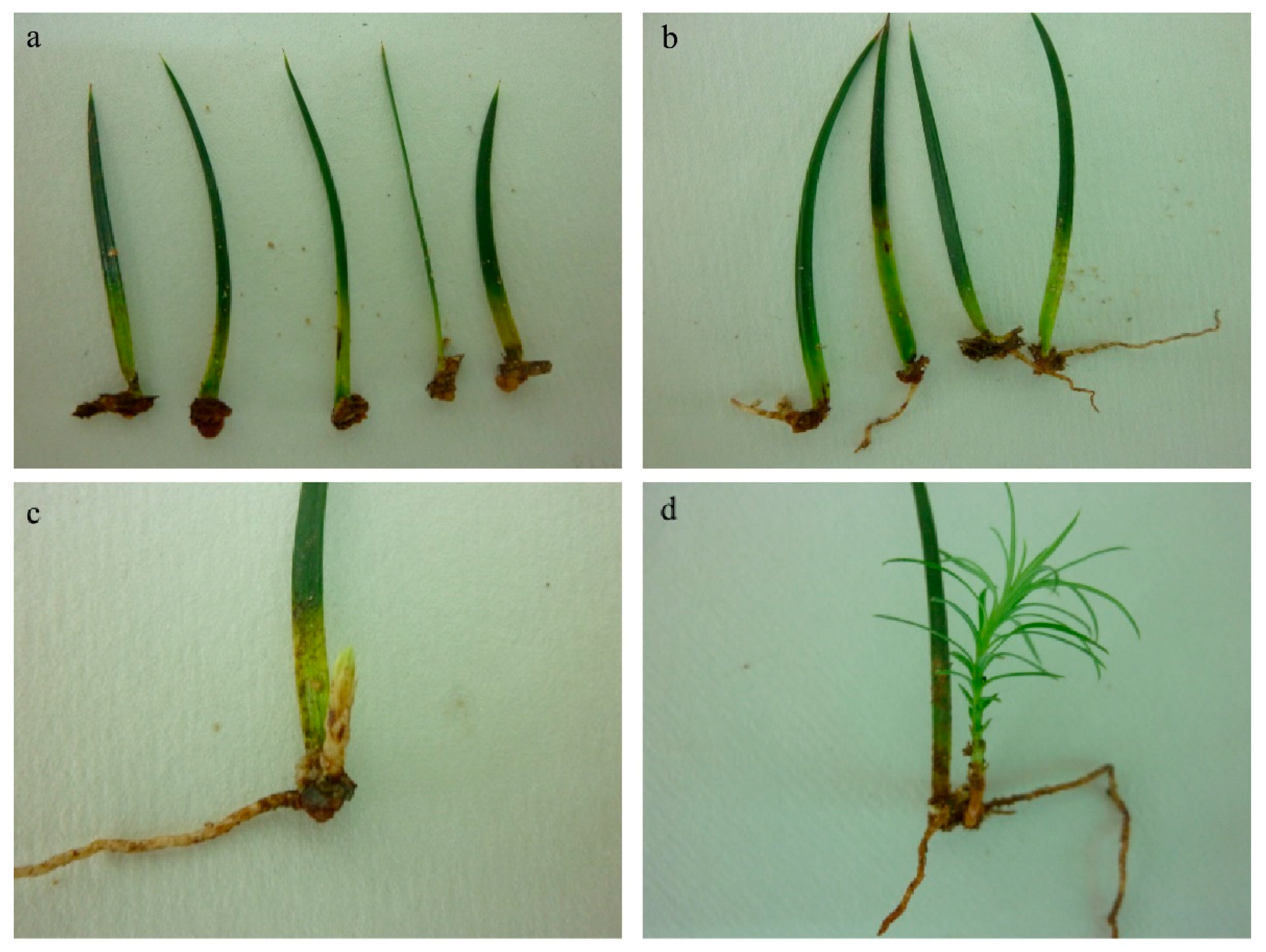 Forests 09 00478 g002