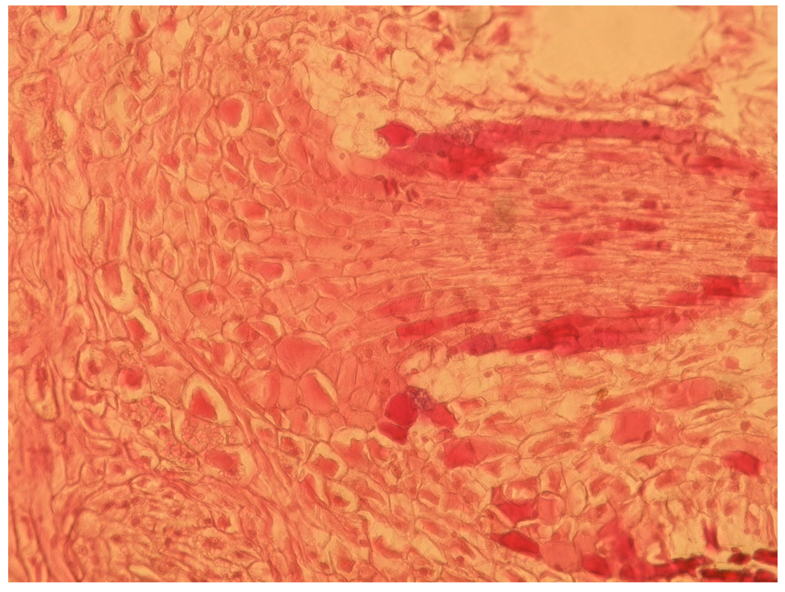 Forests 09 00478 g005