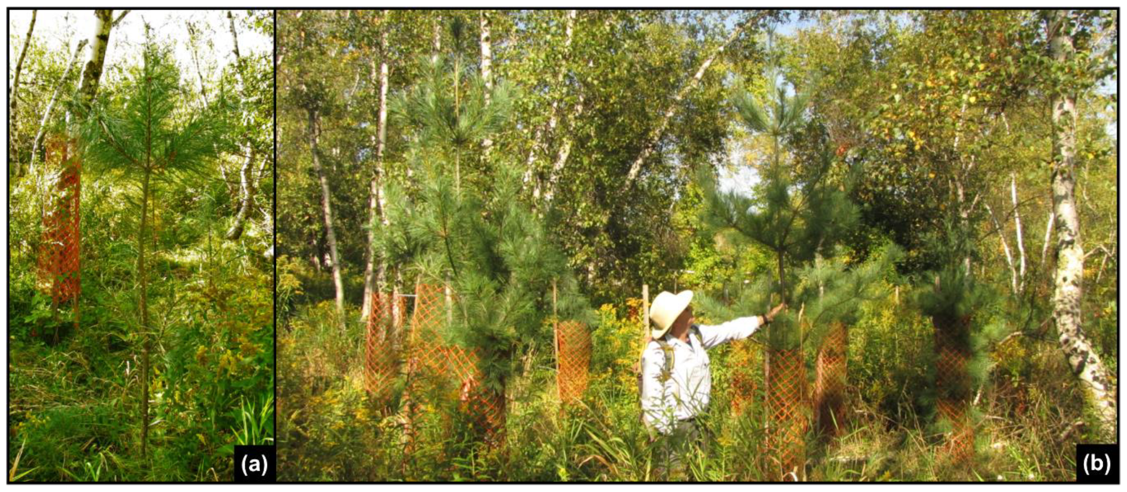 Forests 09 00499 g009 Forests 09 00499 g009