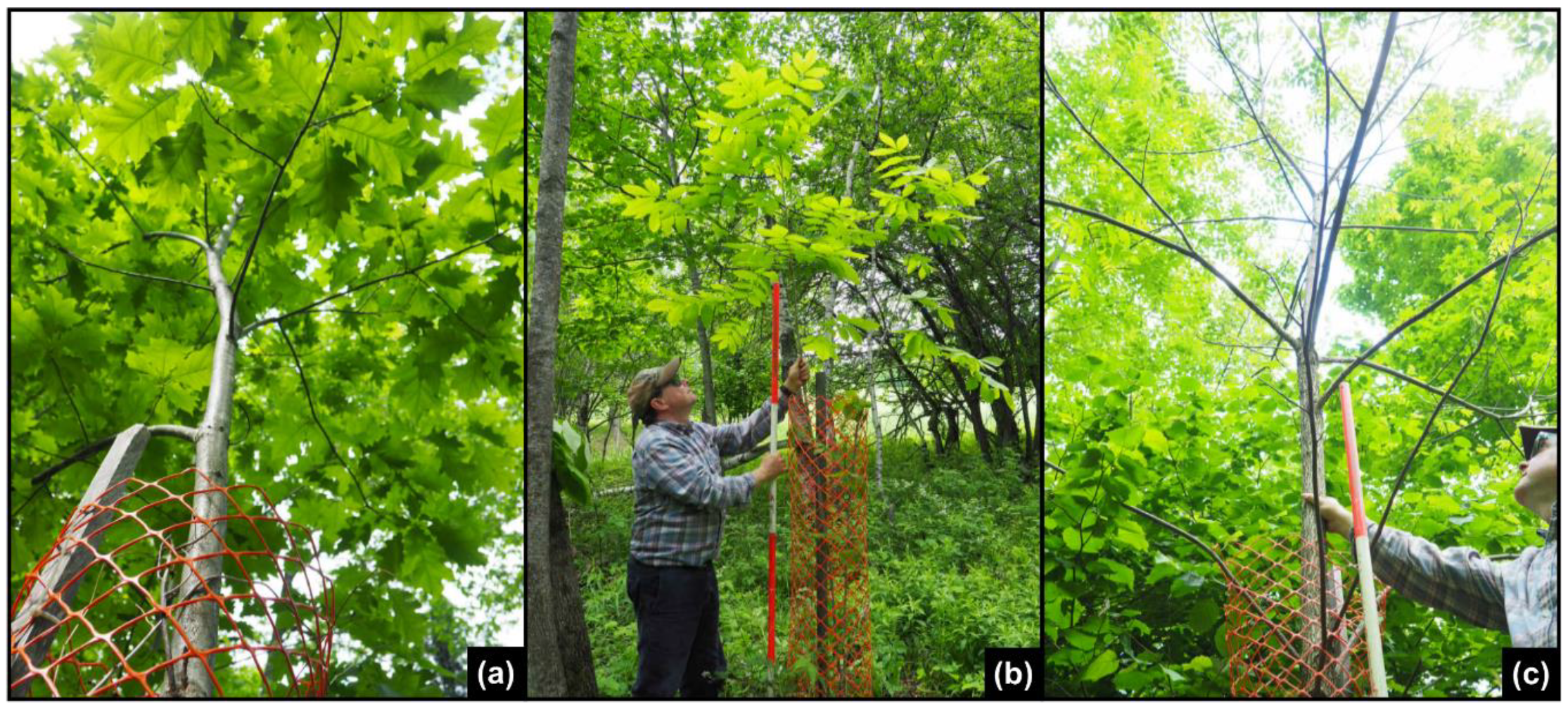 Forests 09 00499 g010 Forests 09 00499 g010