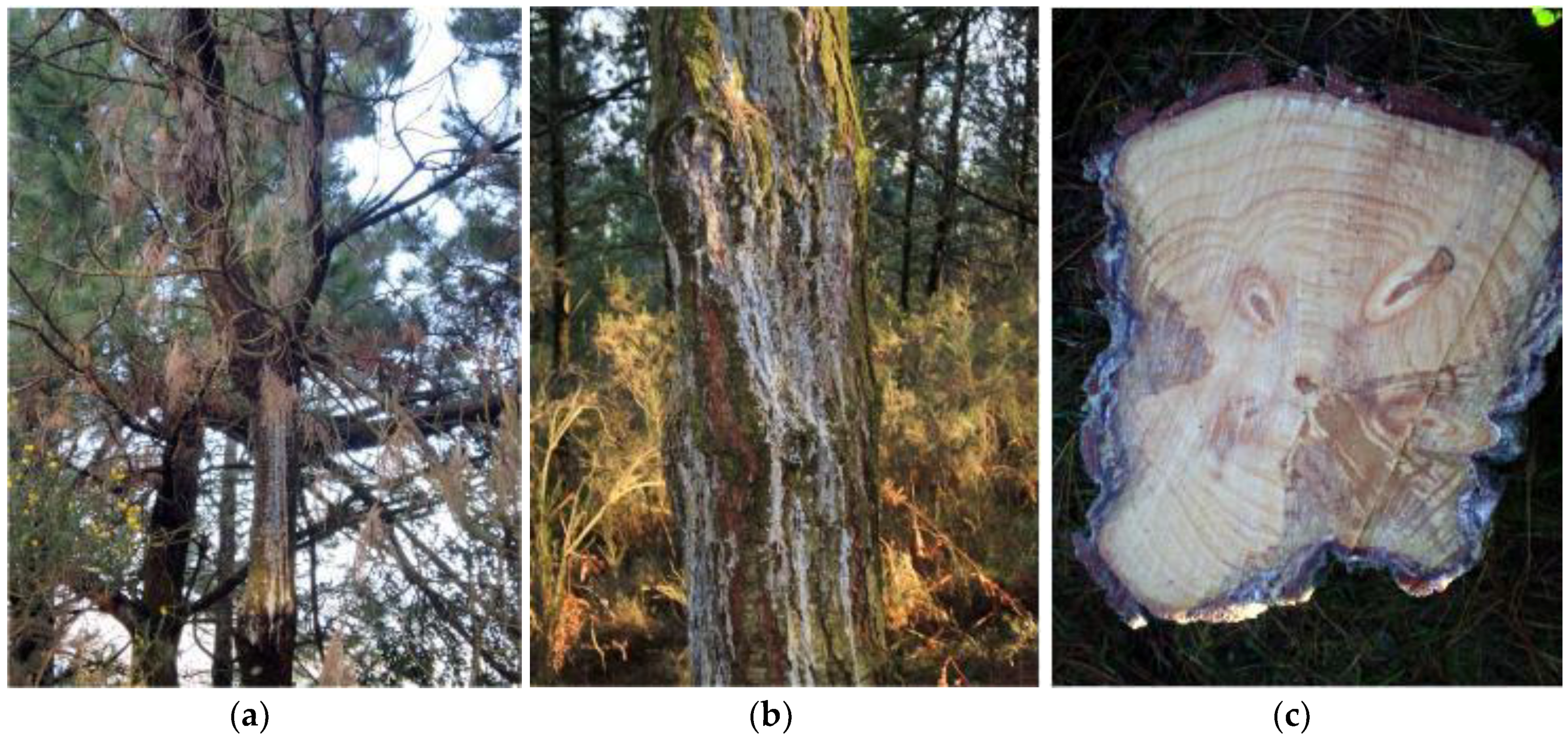 Forests 09 00568 g003