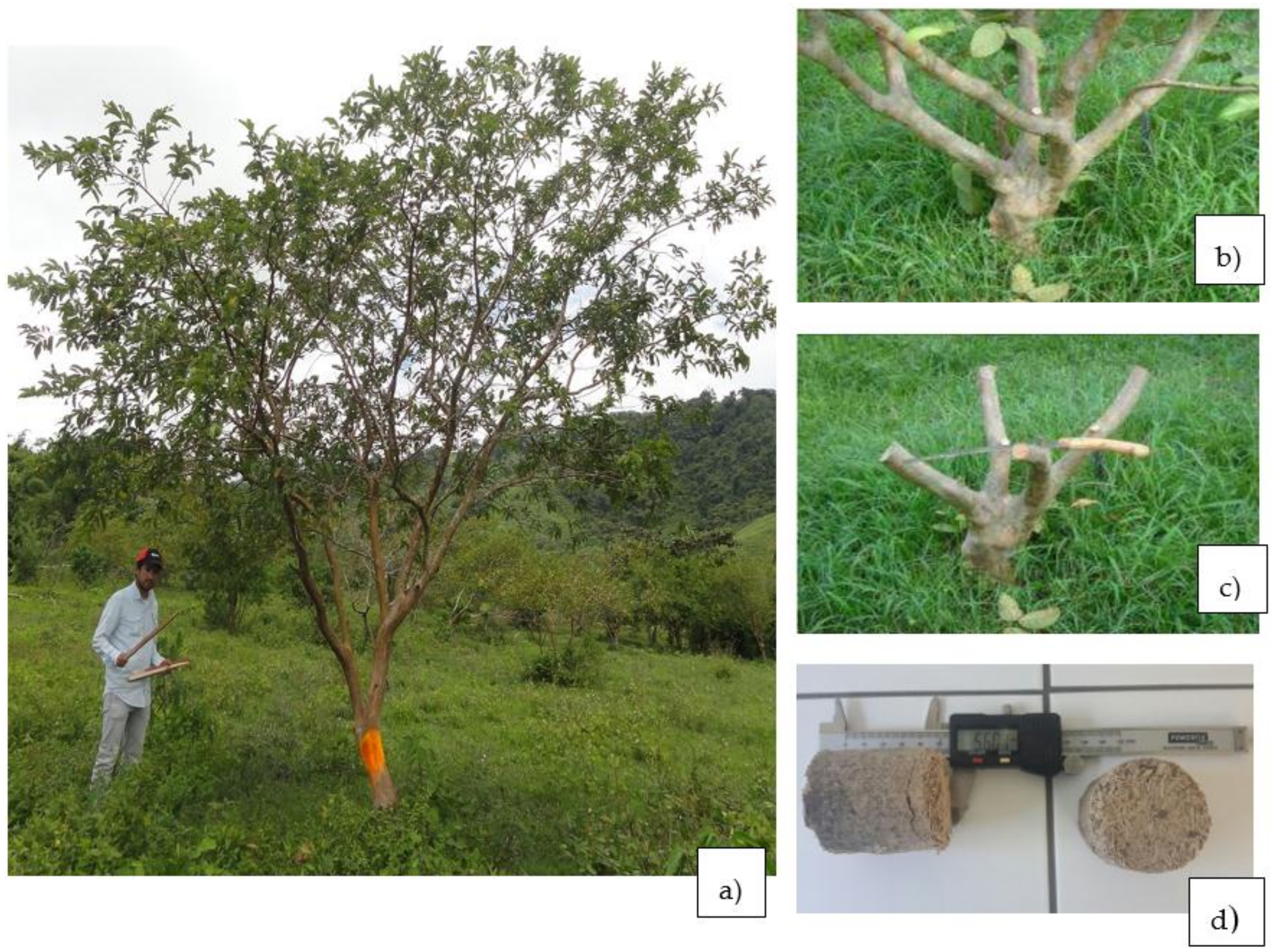 Forests 09 00613 g002