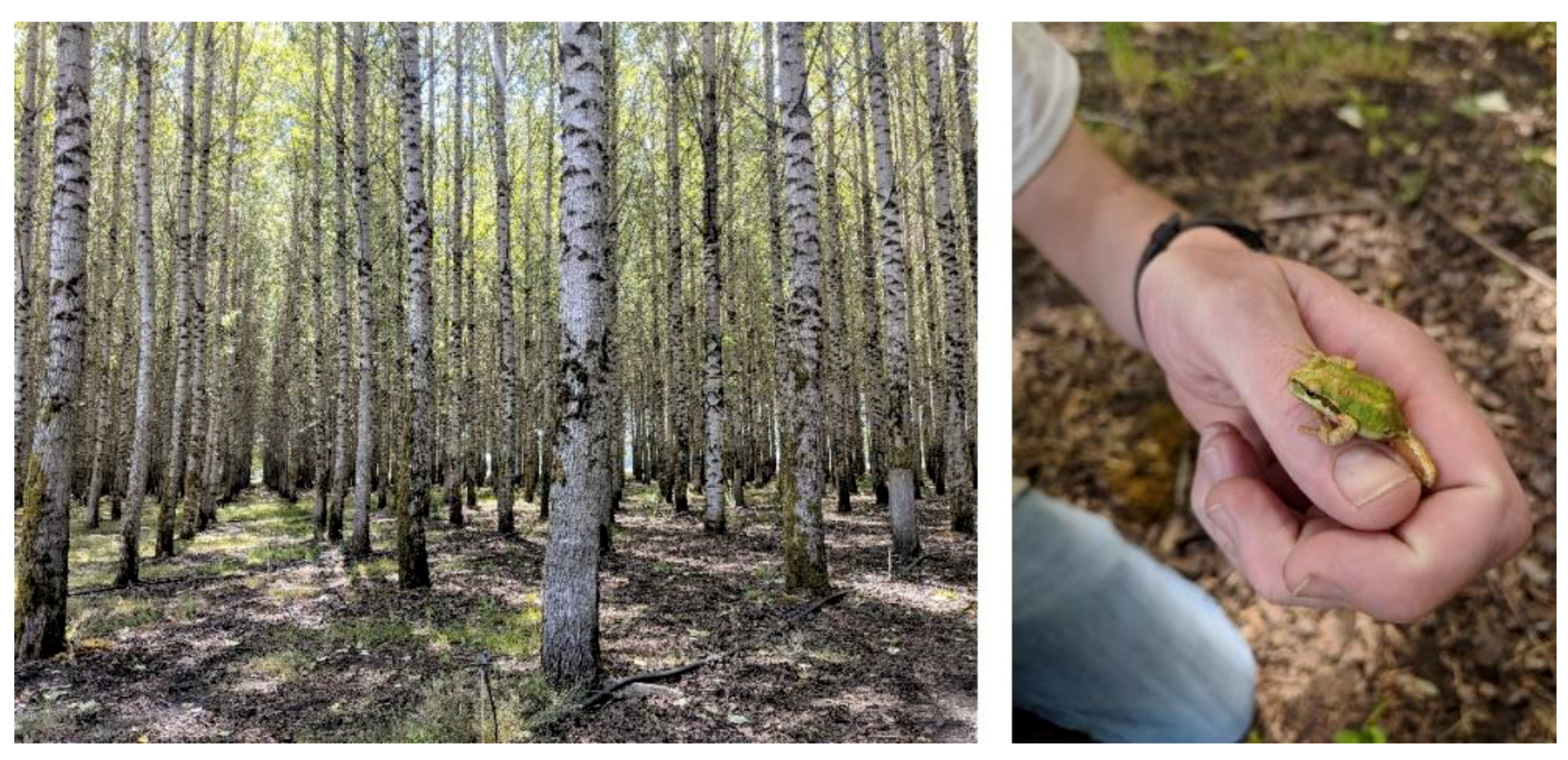 Forests 09 00655 g004