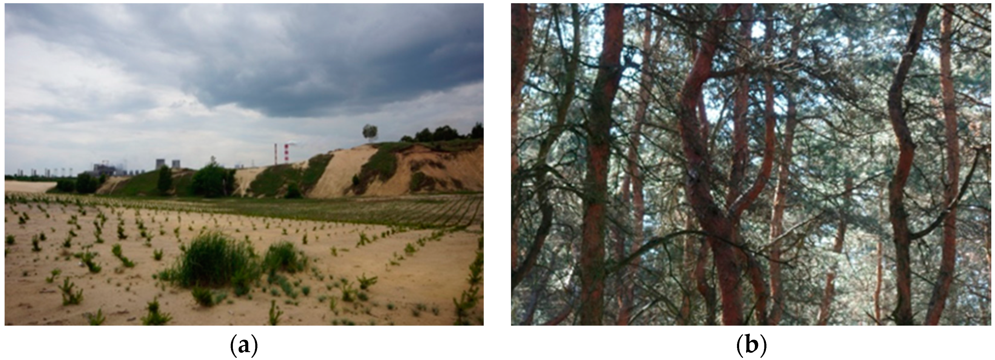 Forests 09 00661 g002 Forests 09 00661 g002