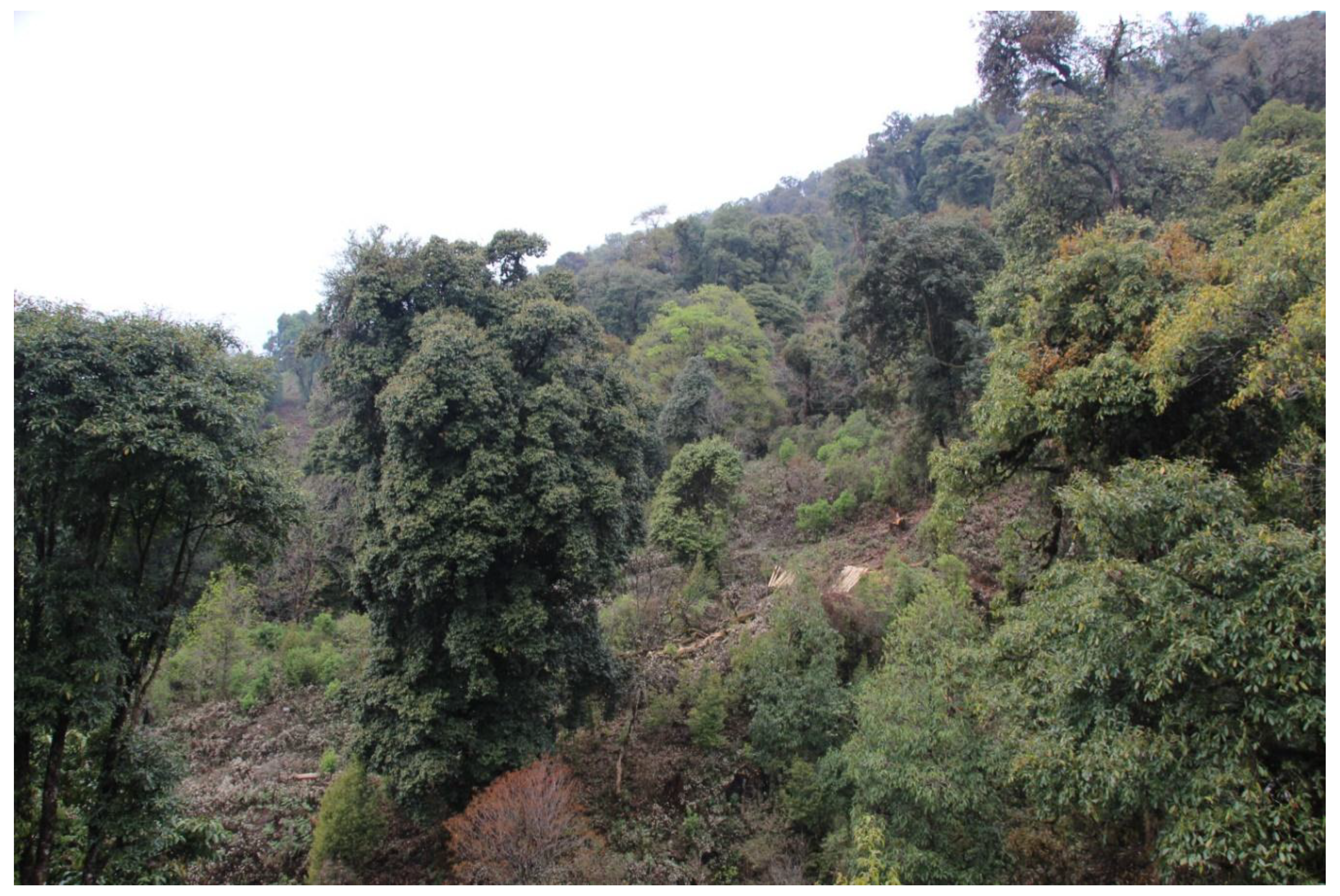 Forests 09 00675 g003 Forests 09 00675 g003