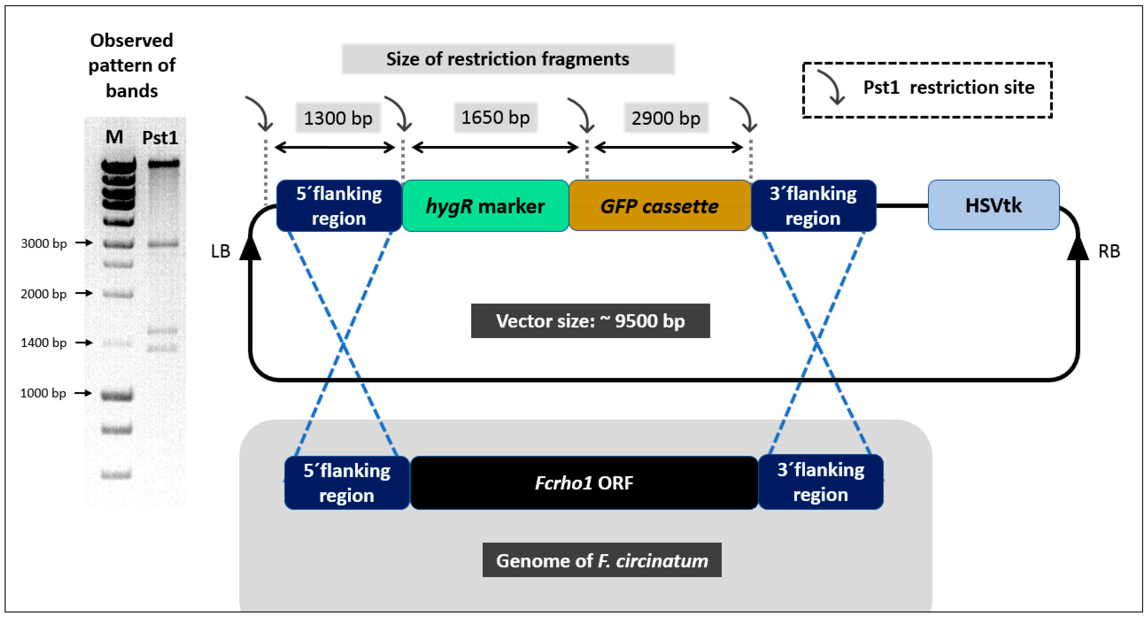 Forests 09 00684 g001