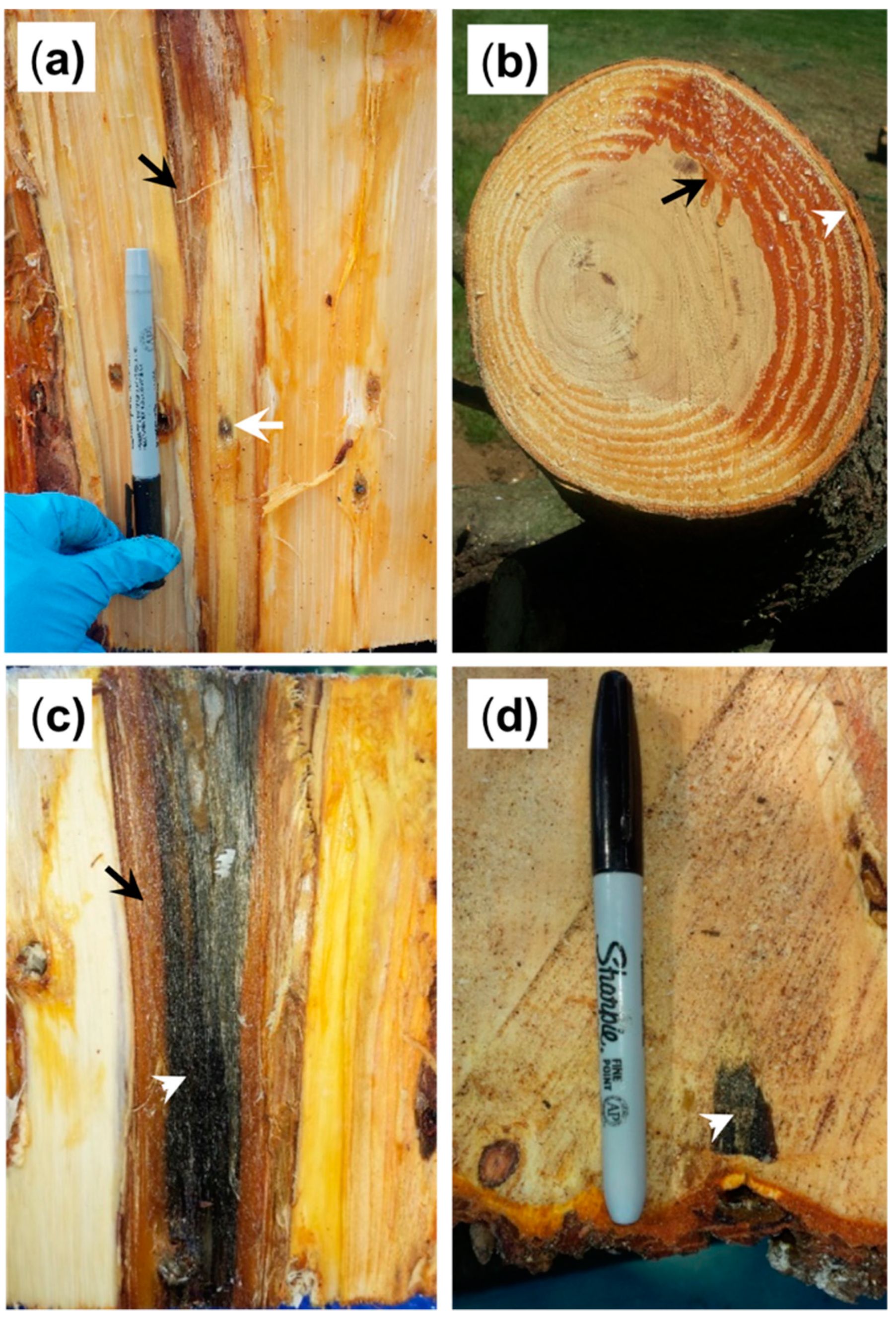 Forests 09 00690 g002