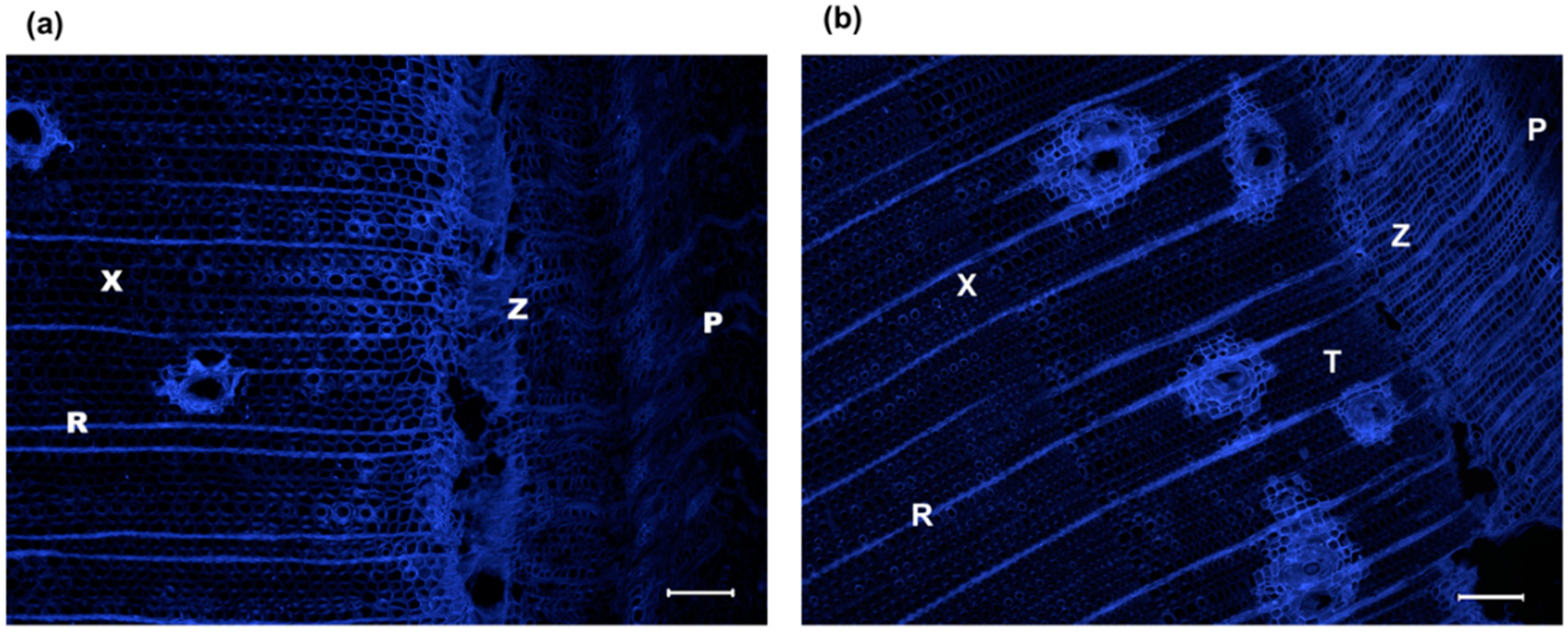 Forests 09 00690 g004