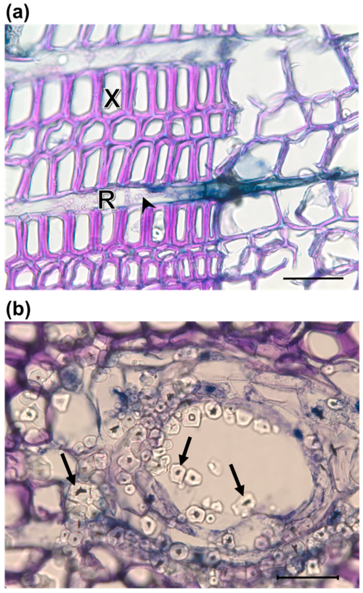 Forests 09 00690 g005a