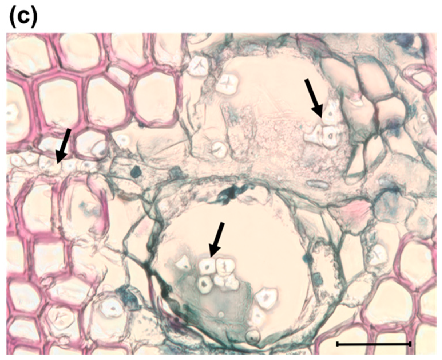 Forests 09 00690 g005b