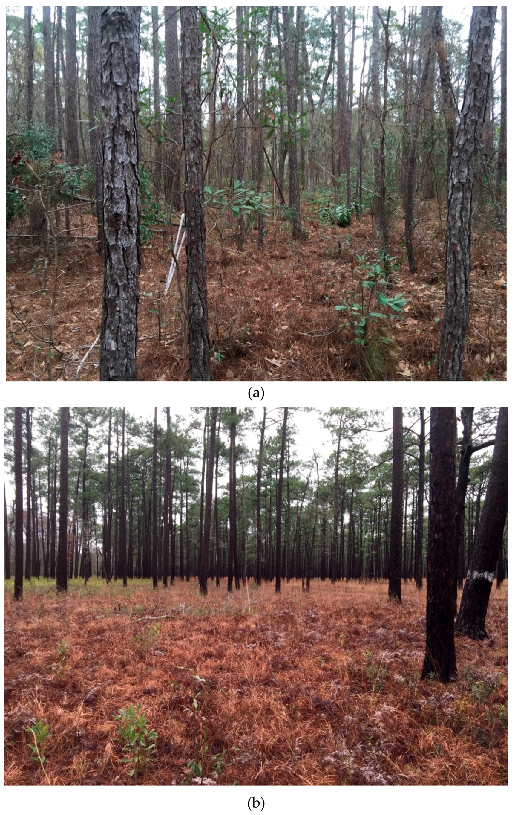 Forests 09 00739 g002