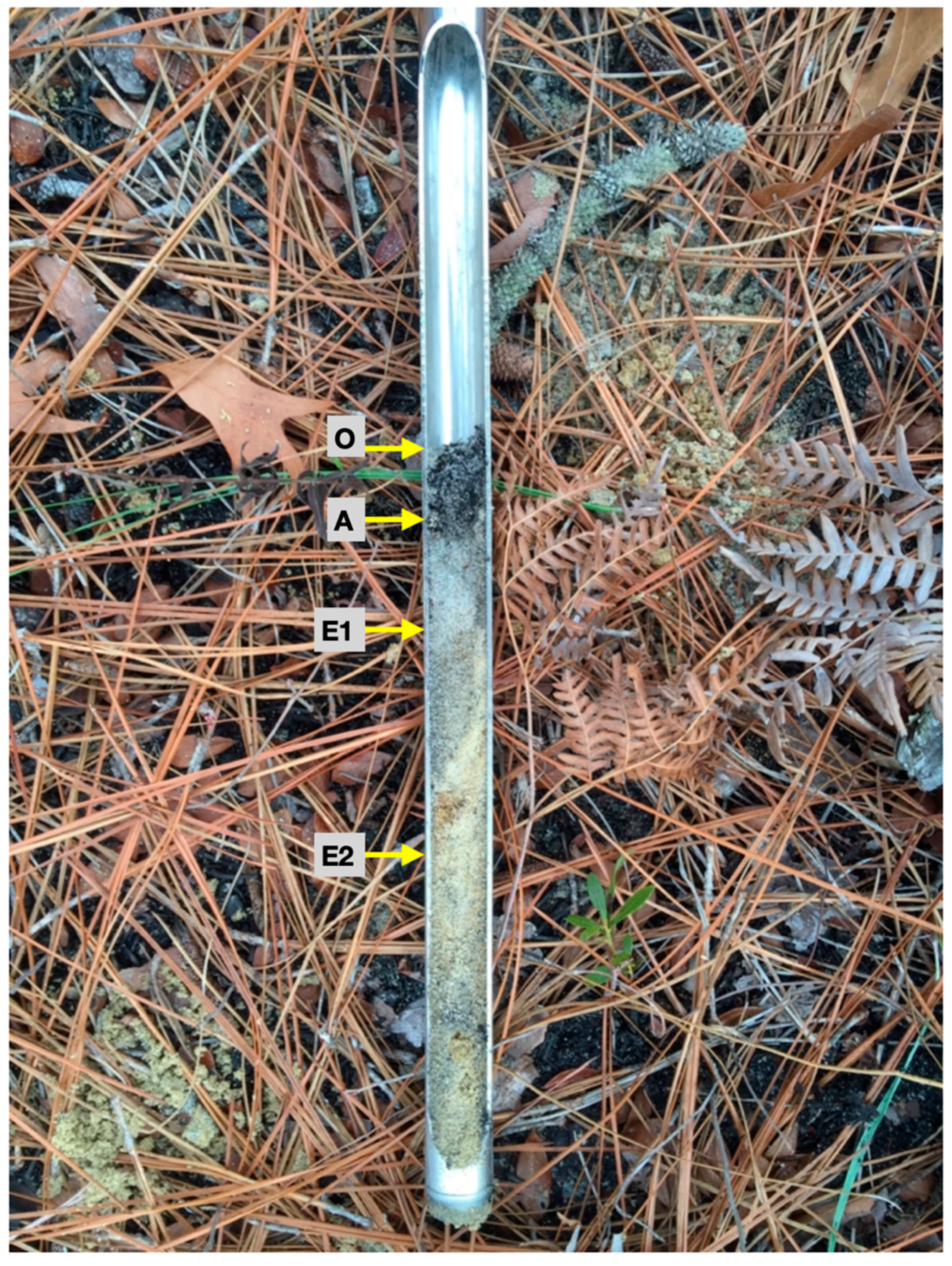 Forests 09 00739 g003