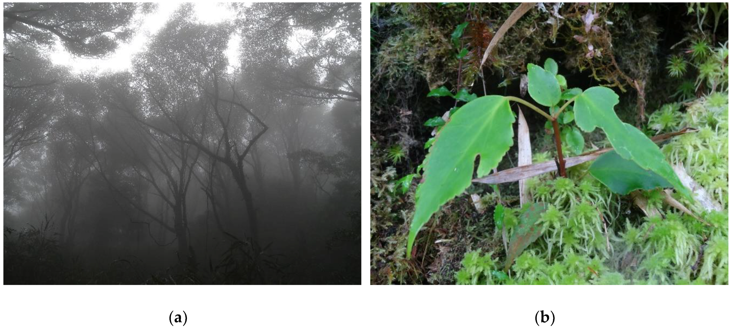 Forests 10 00007 g007