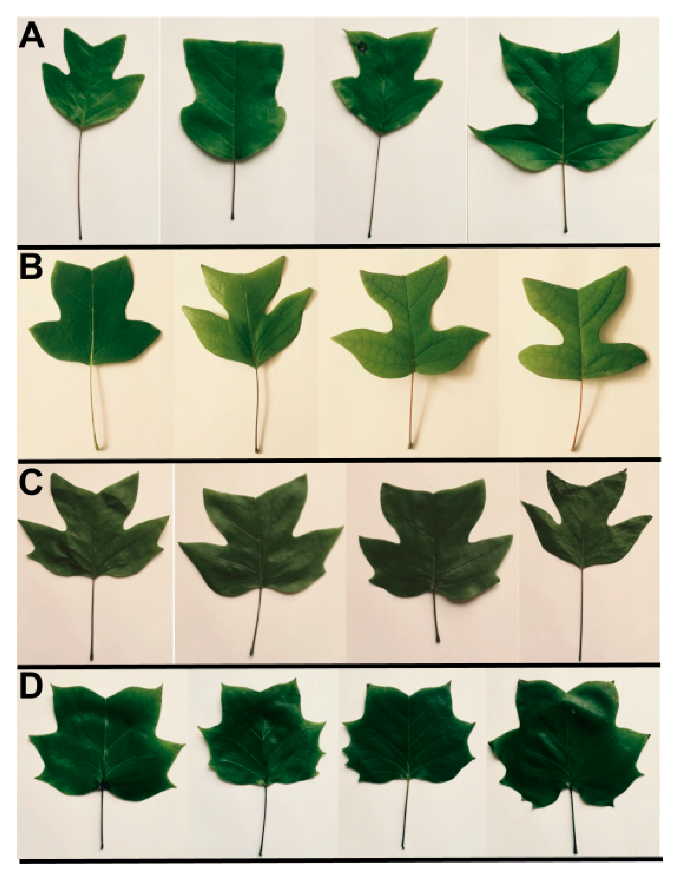 Forests 10 00013 g006
