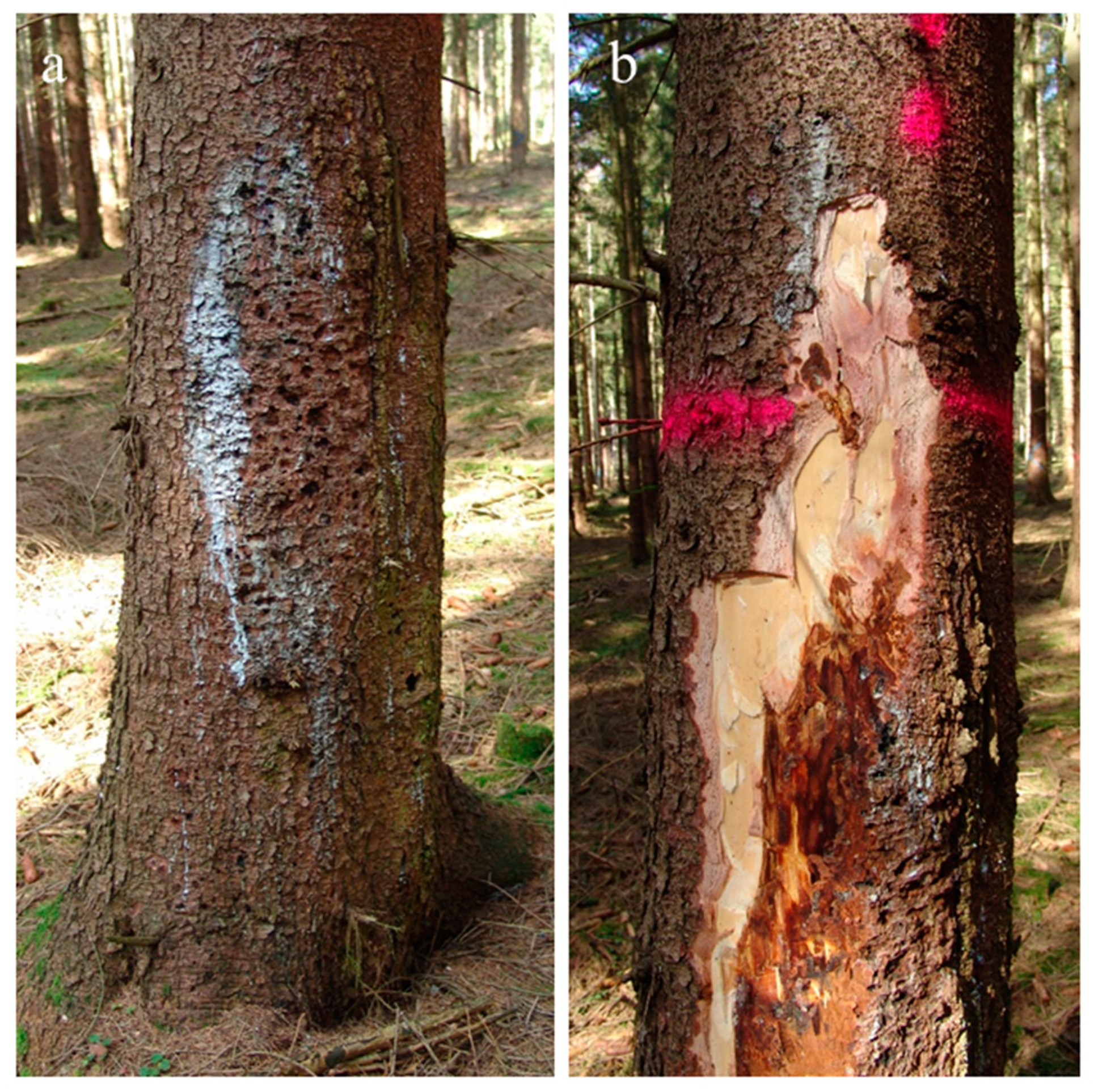 Forests 10 00055 g001 Forests 10 00055 g001