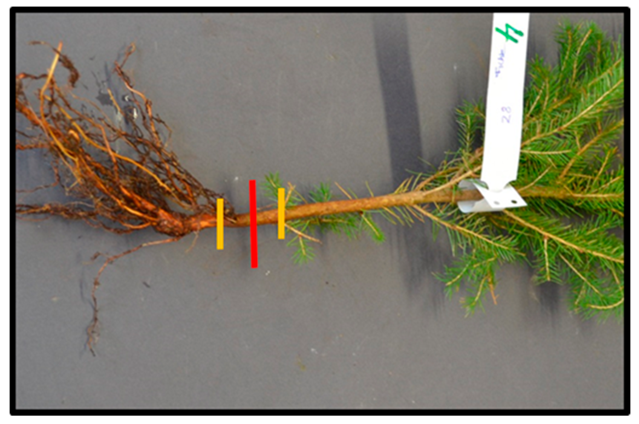 Forests 10 00055 g002 Forests 10 00055 g002