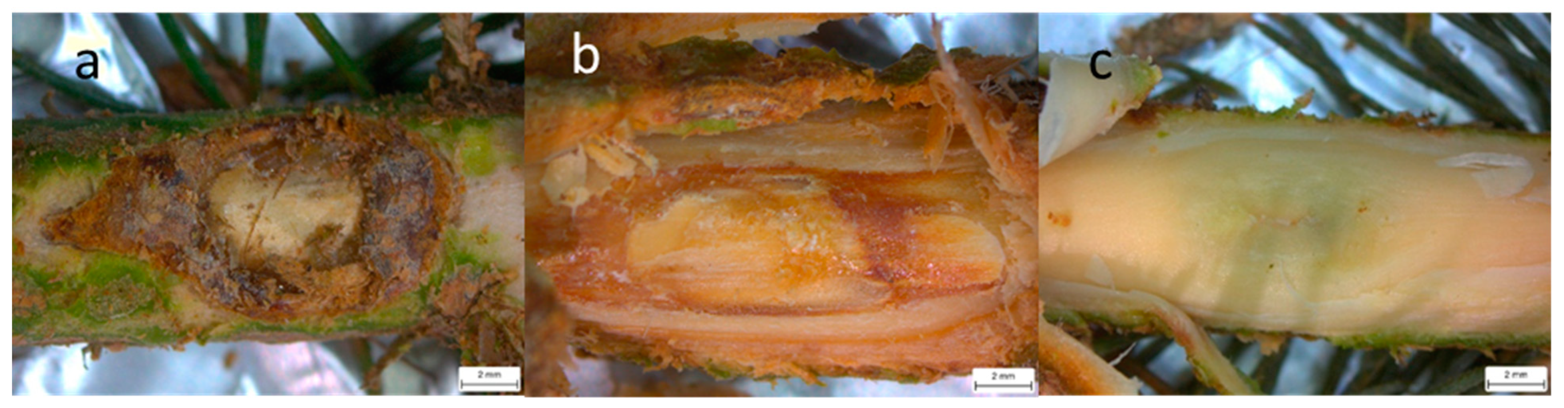 Forests 10 00055 g003 Forests 10 00055 g003