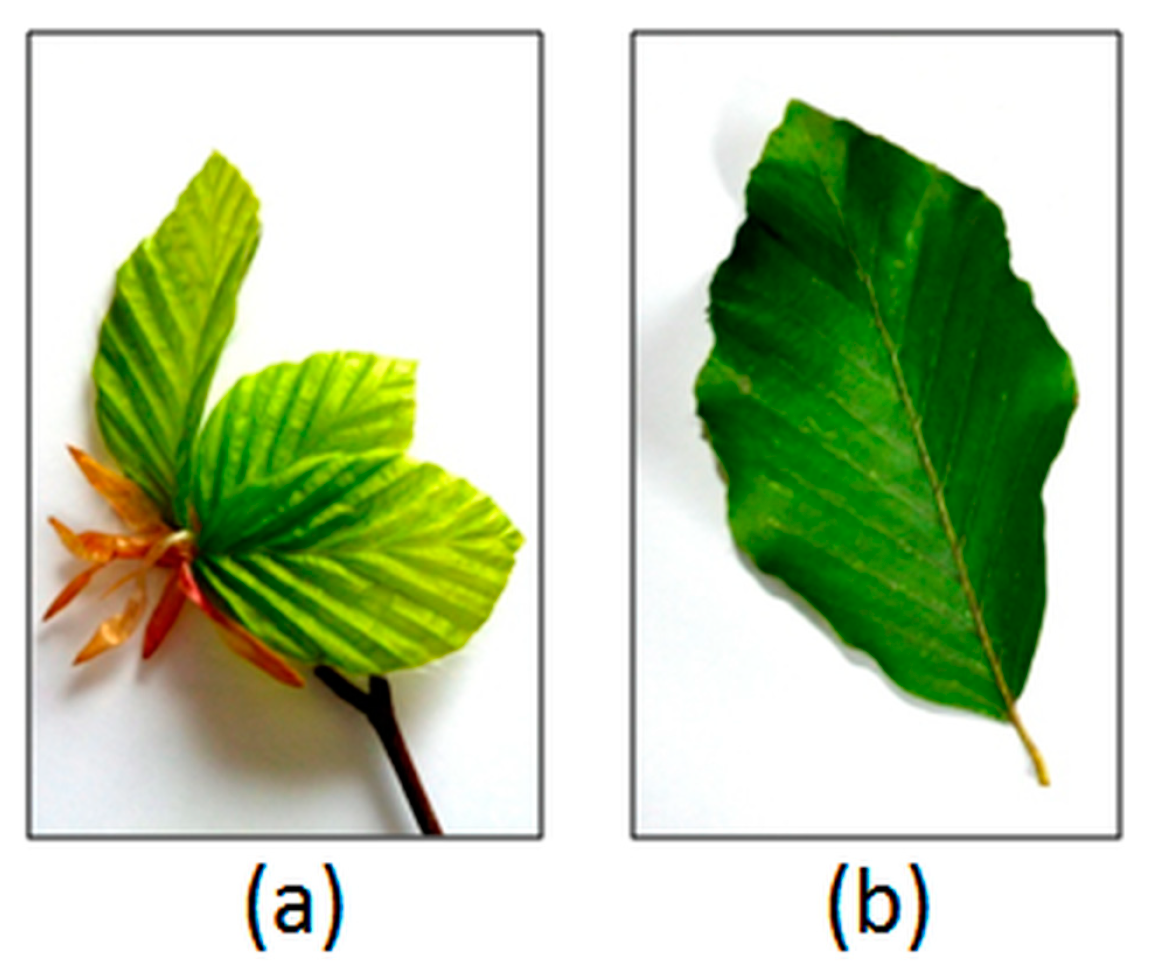 Forests 10 00060 g004