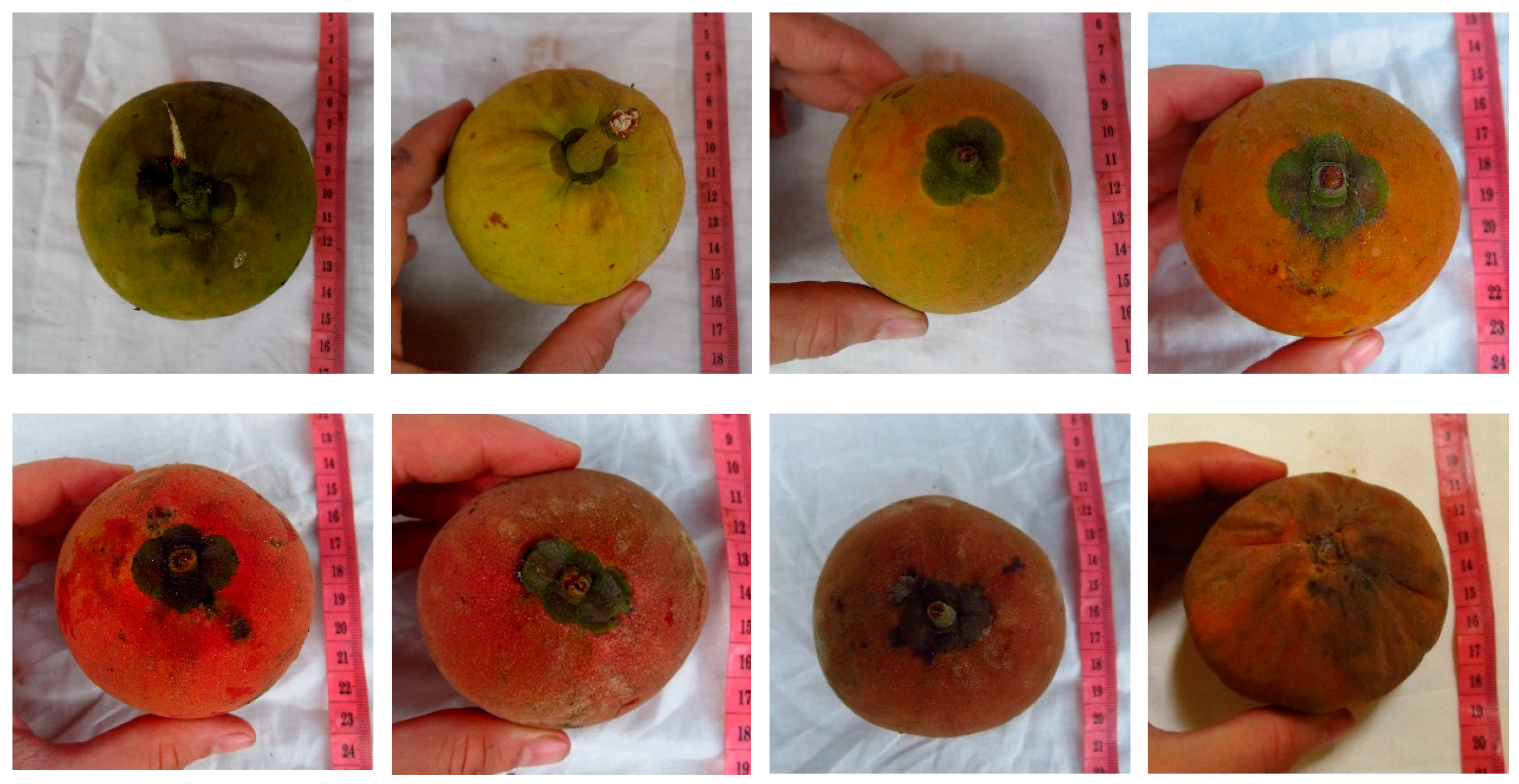 Forests 10 00124 g004