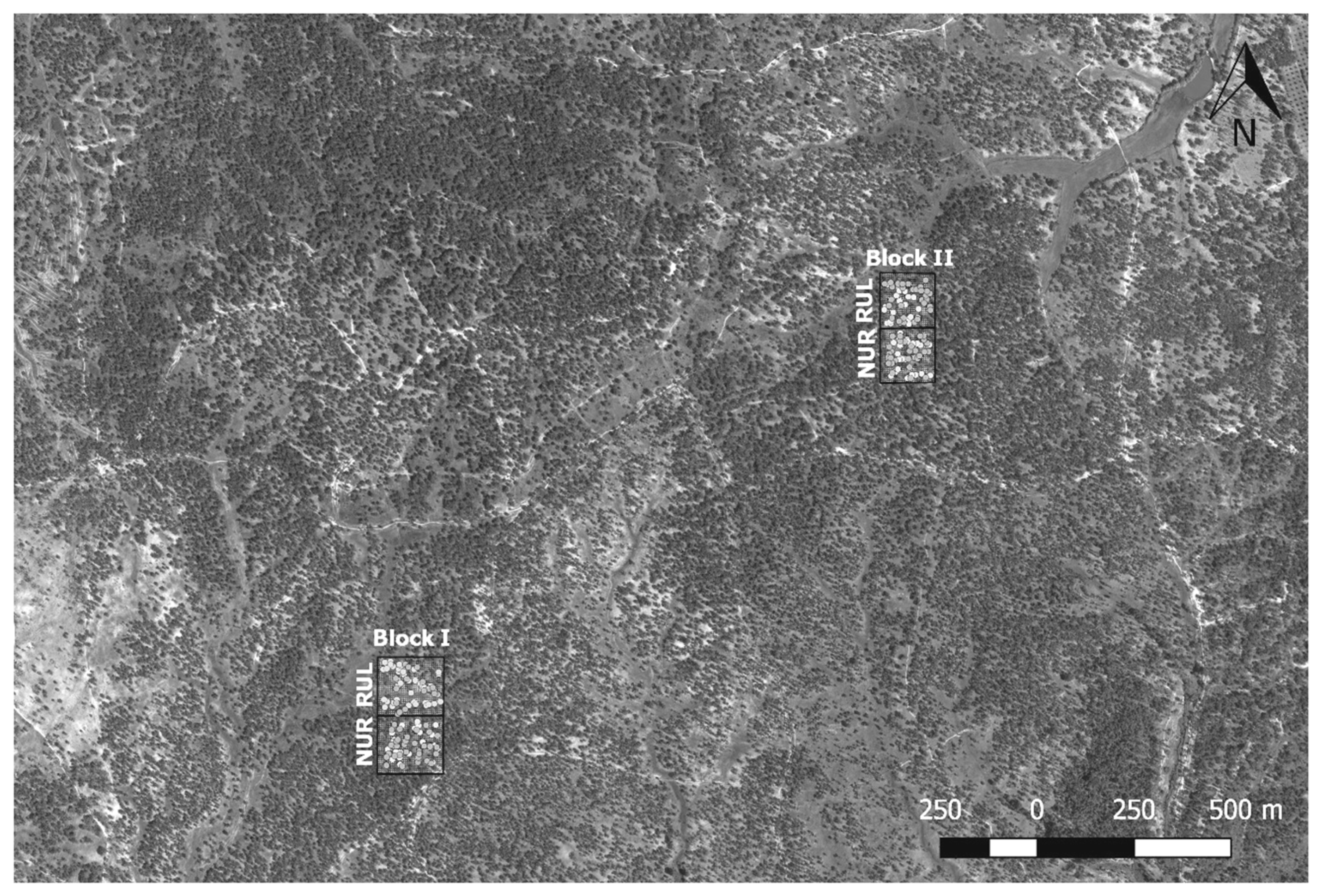 Forests 10 00133 g001