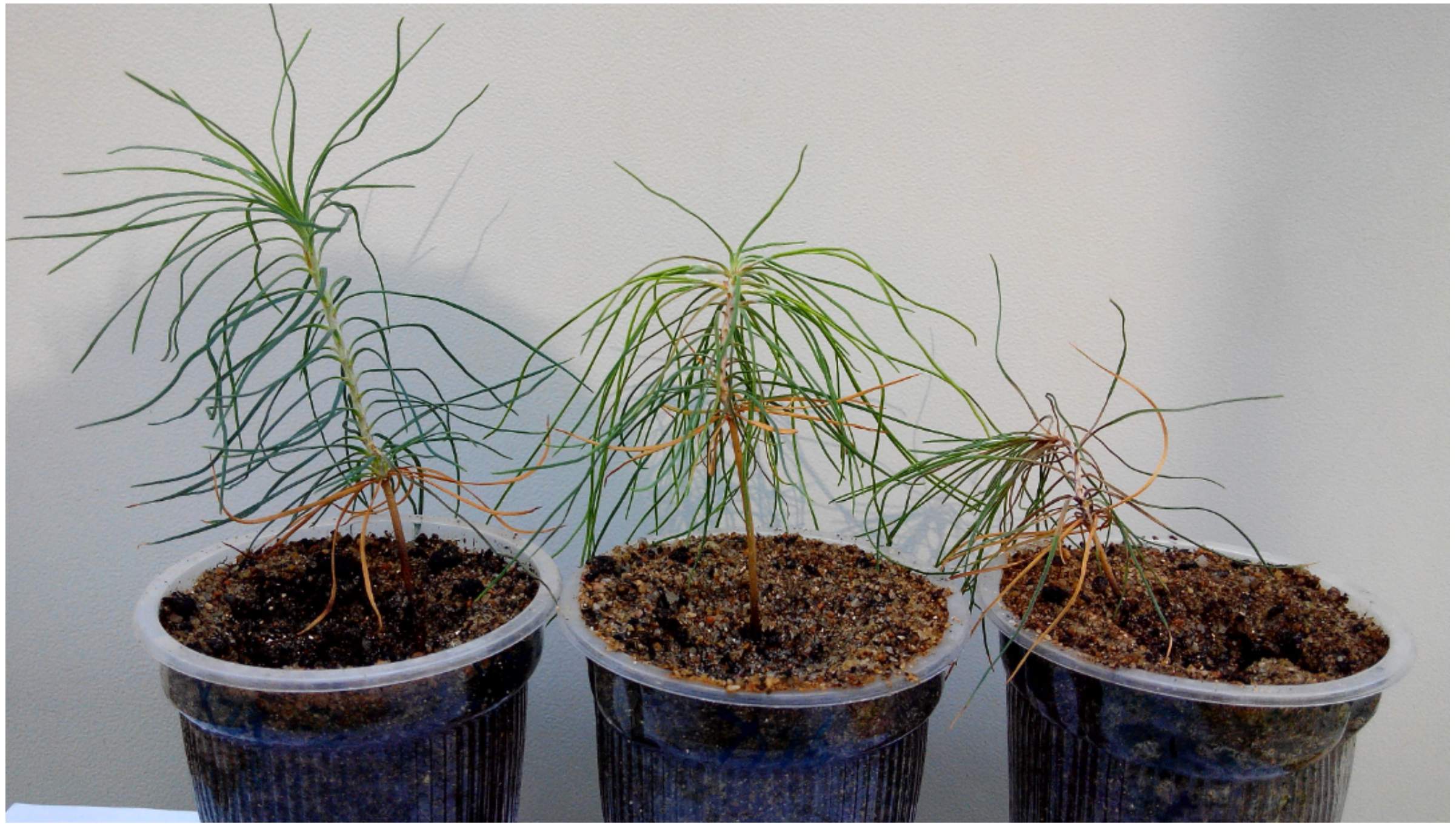 Forests 10 00140 g001