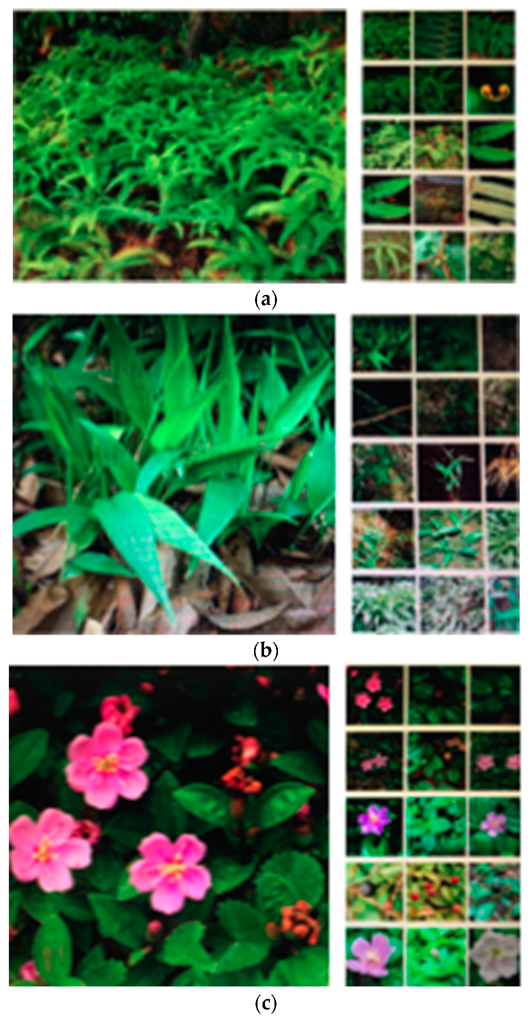 Forests 10 00155 g0a1