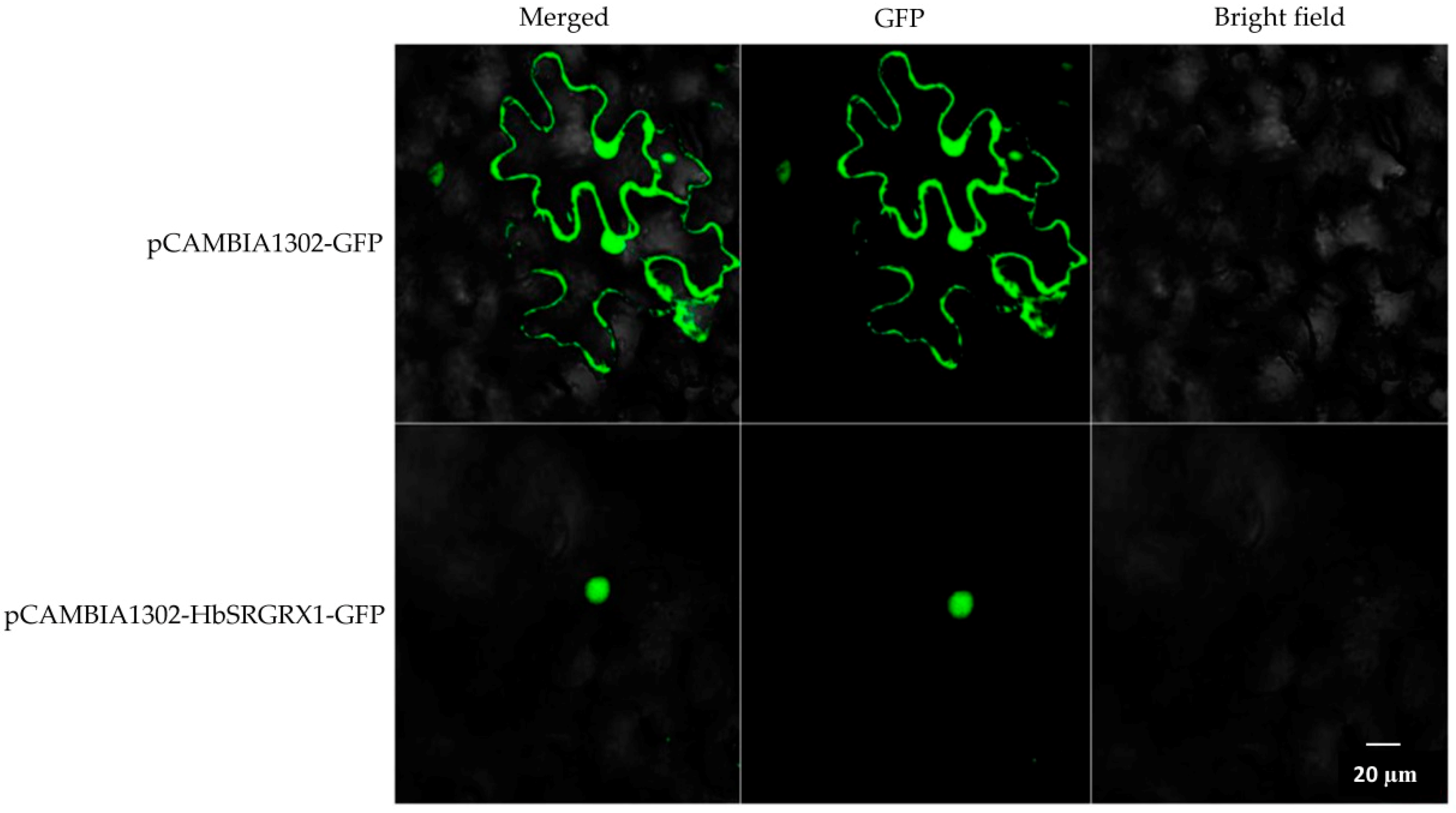 Forests 10 00158 g002
