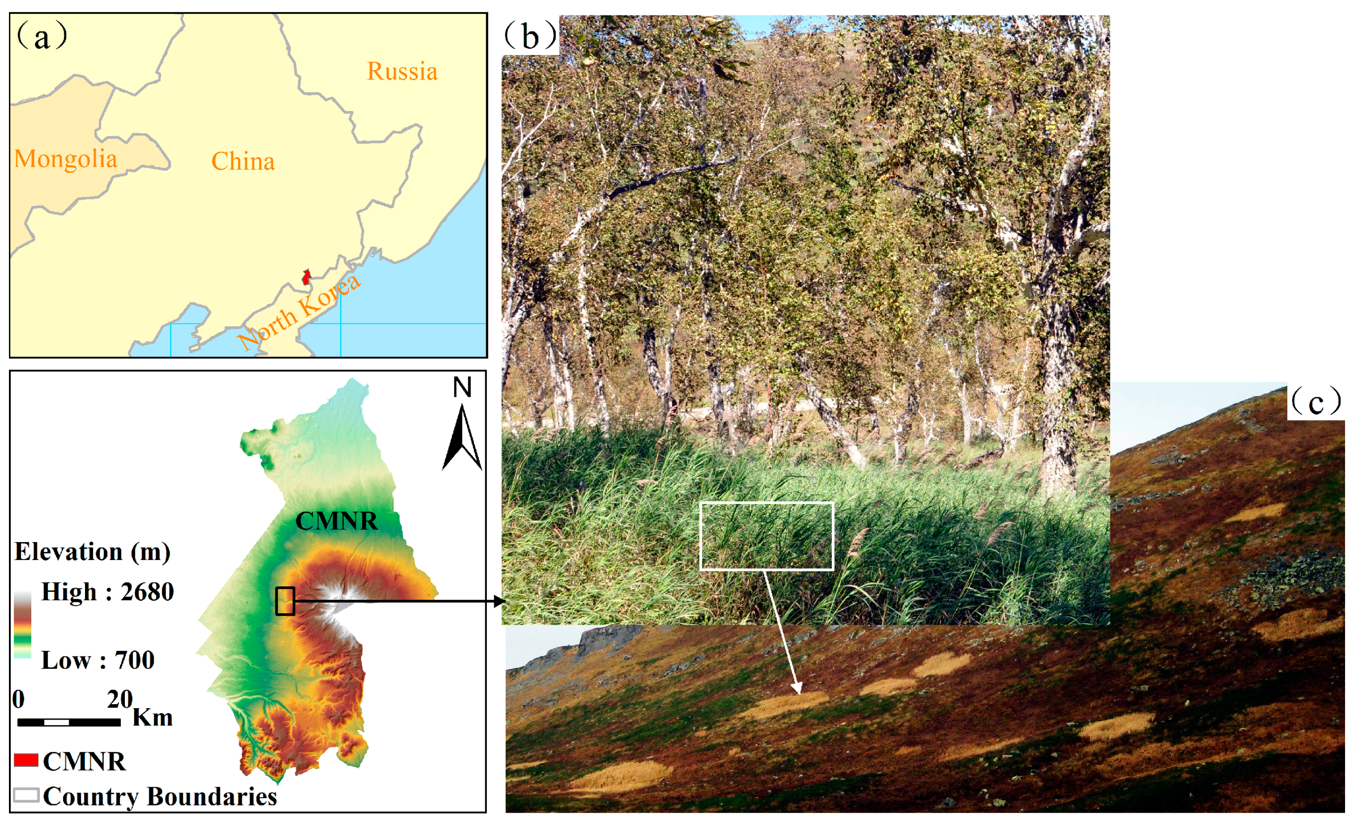 Forests 10 00170 g001