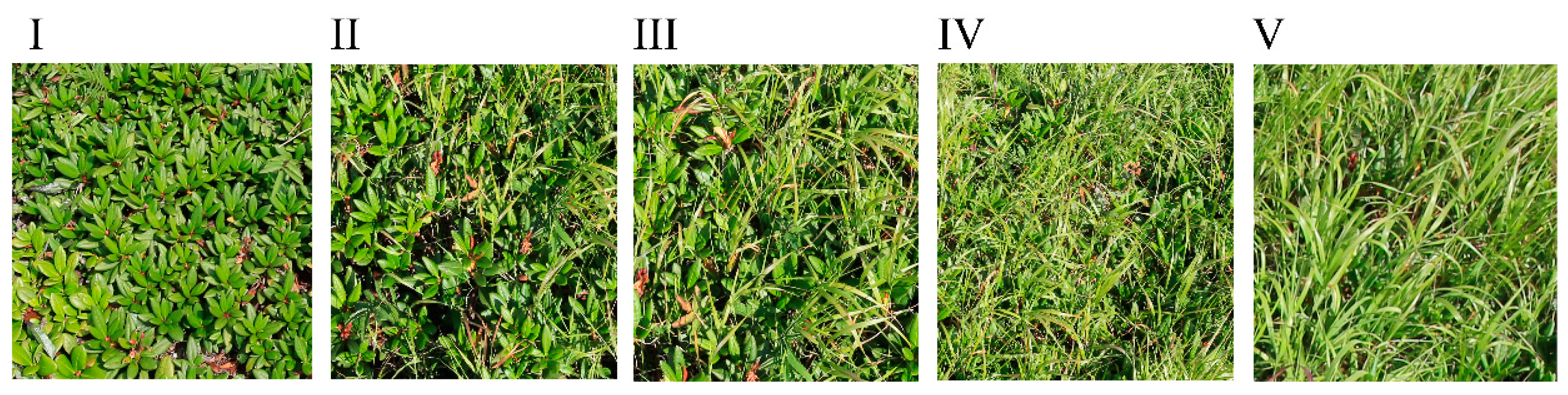 Forests 10 00170 g003