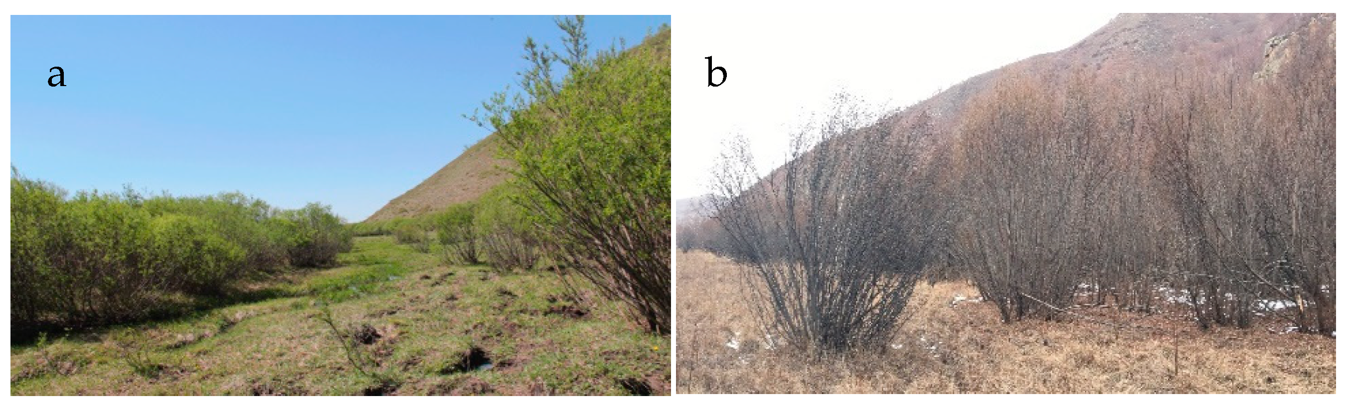 Forests 10 00173 g001