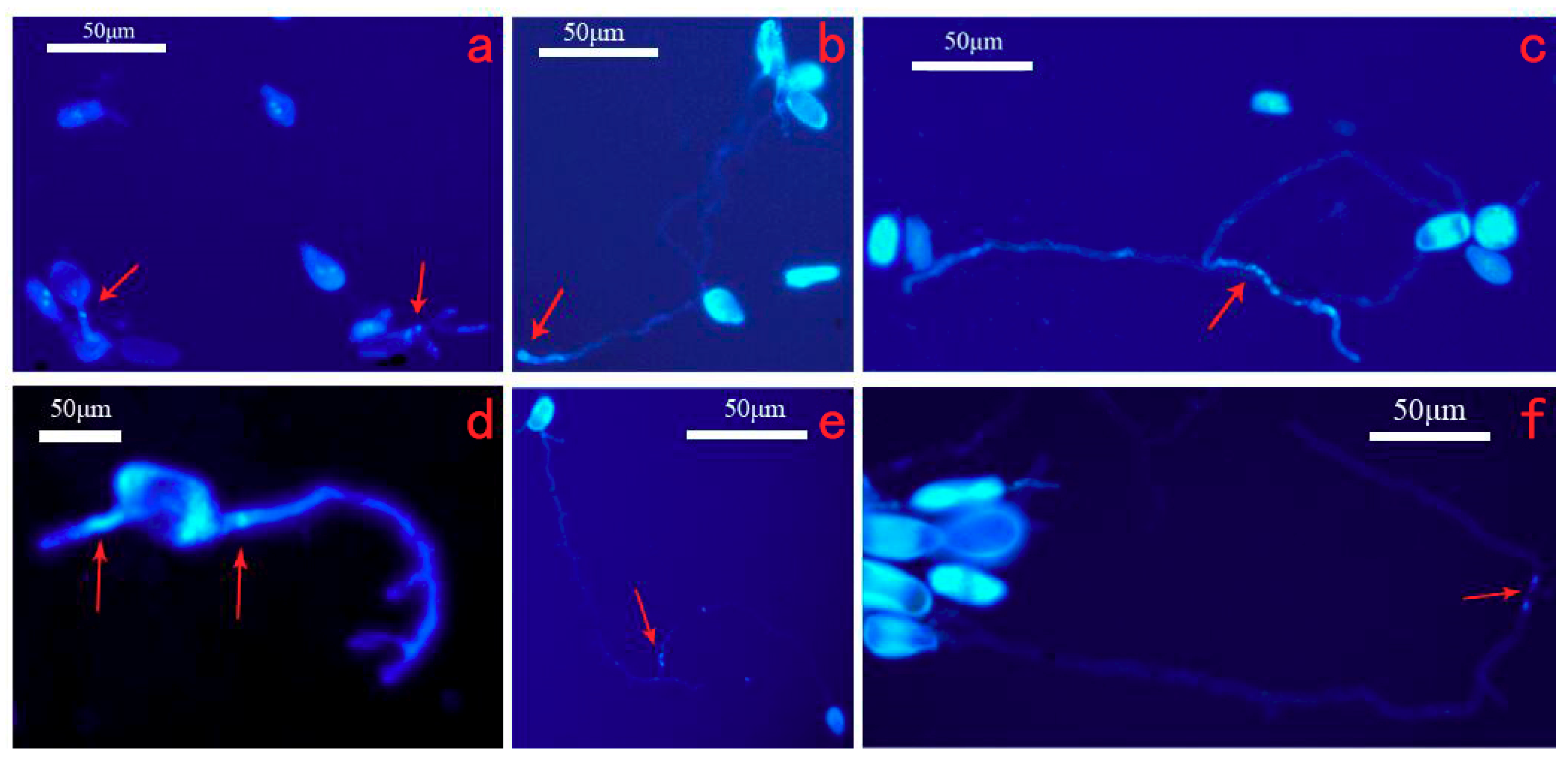 Forests 10 00182 g003