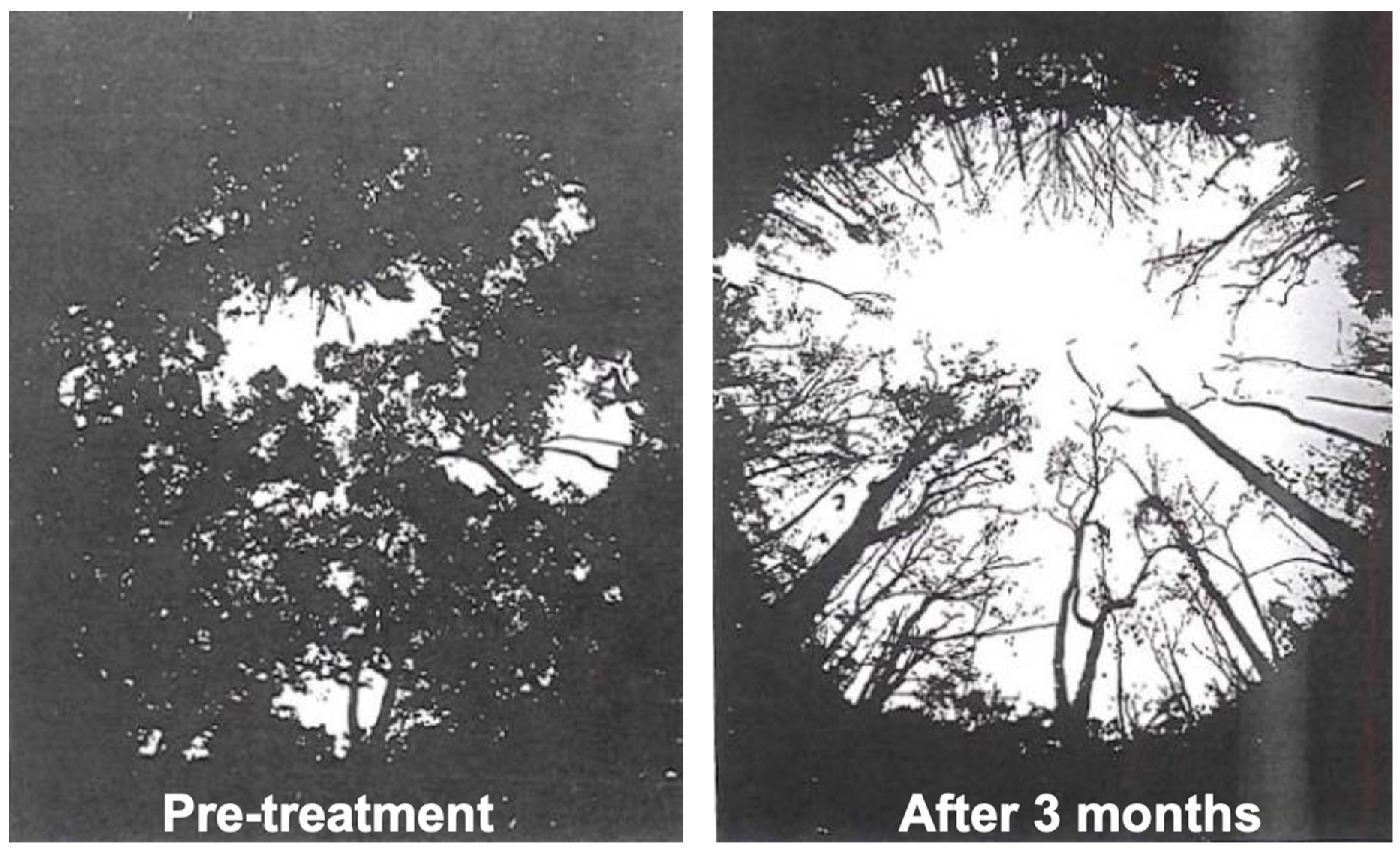 Forests 10 00210 g003