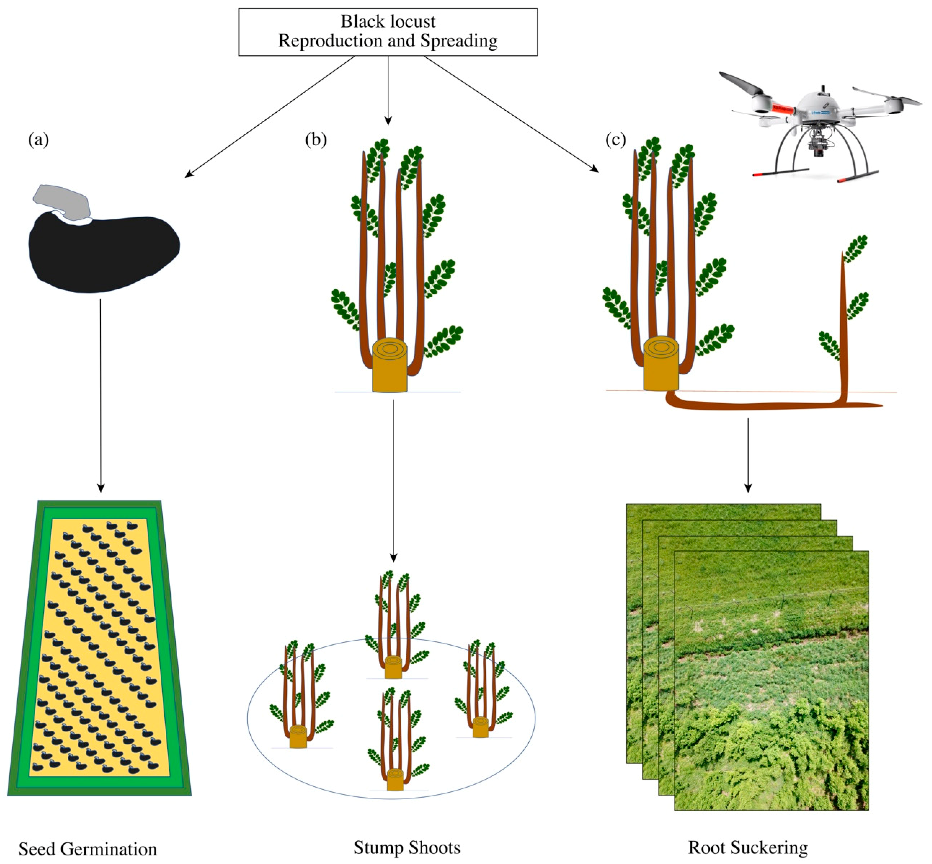 Forests 10 00235 g002
