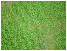 Forests 10 00235 i001 Forests 10 00235 i001