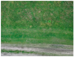 Forests 10 00235 i002 Forests 10 00235 i002