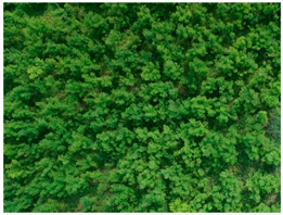 Forests 10 00235 i003 Forests 10 00235 i003