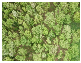 Forests 10 00235 i005 Forests 10 00235 i005