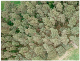 Forests 10 00235 i006 Forests 10 00235 i006