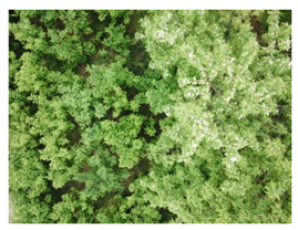 Forests 10 00235 i007 Forests 10 00235 i007