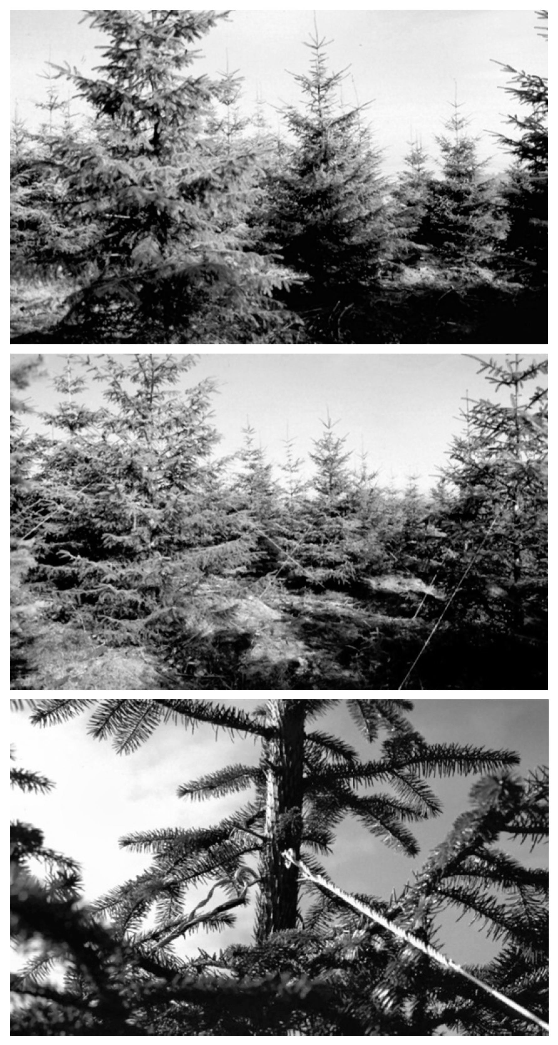 Forests 10 00253 g001 Forests 10 00253 g001