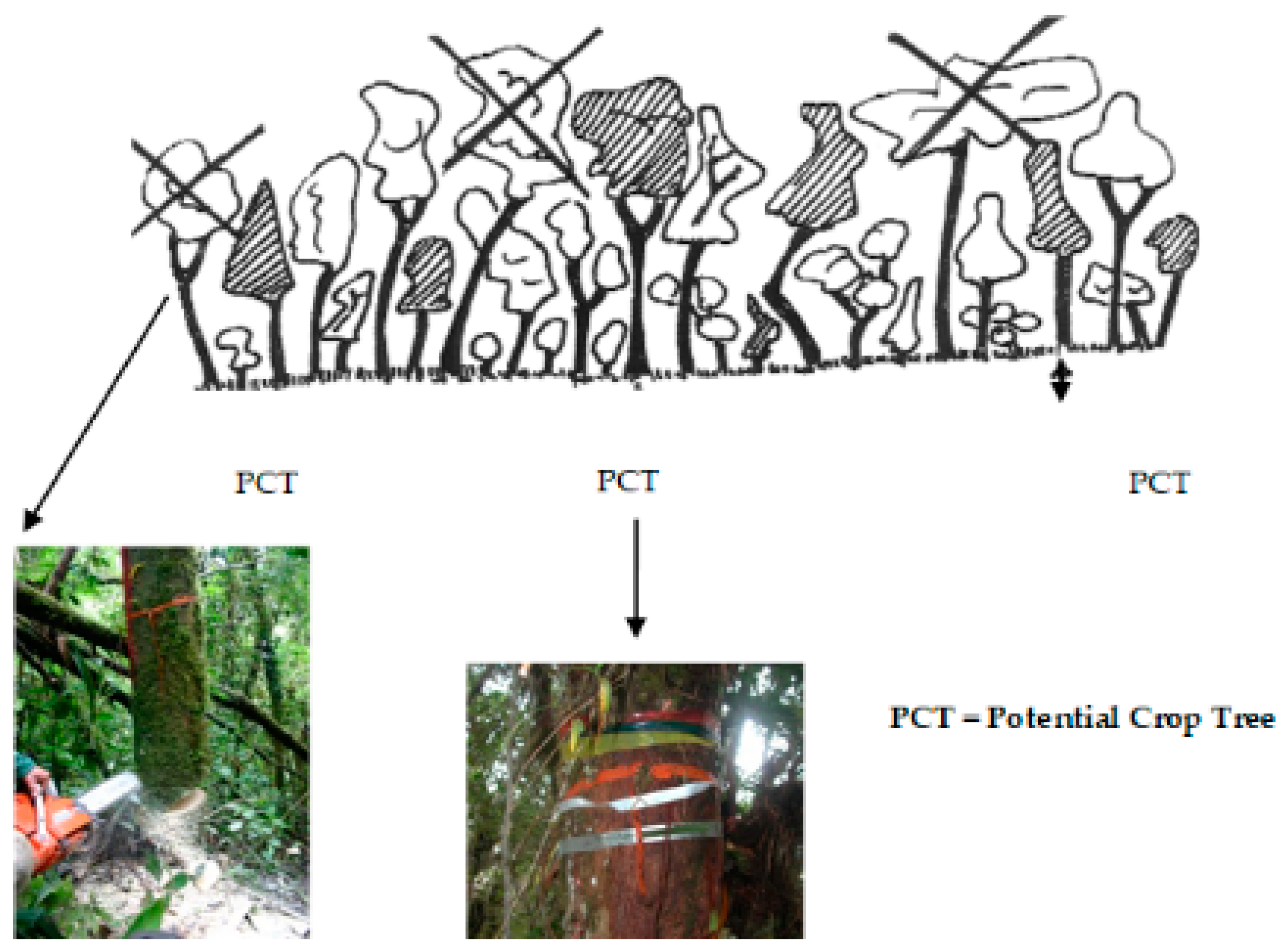 Forests 10 00254 g002 Forests 10 00254 g002
